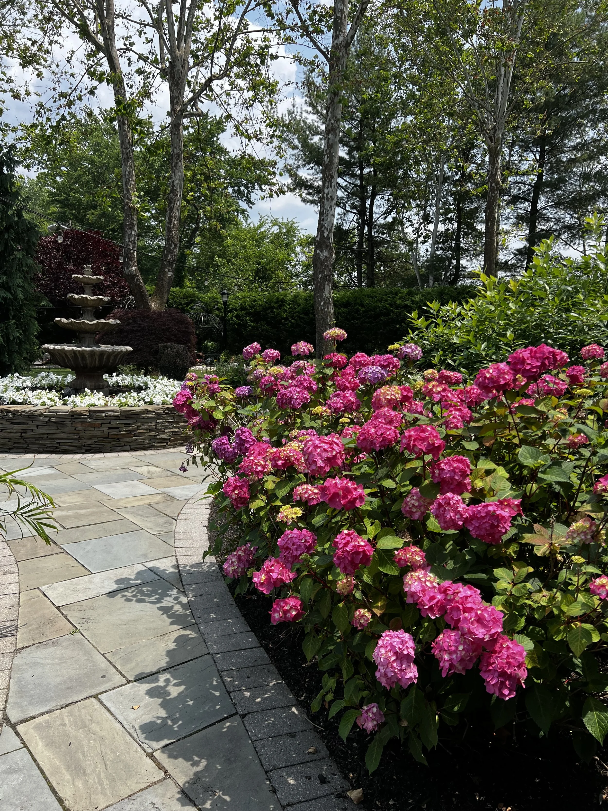 A garden with a stone pathway, vibrant pink and purple hydrangea flowers, a multi-tiered stone fountain in the background, surrounded by lush greenery and tall trees.