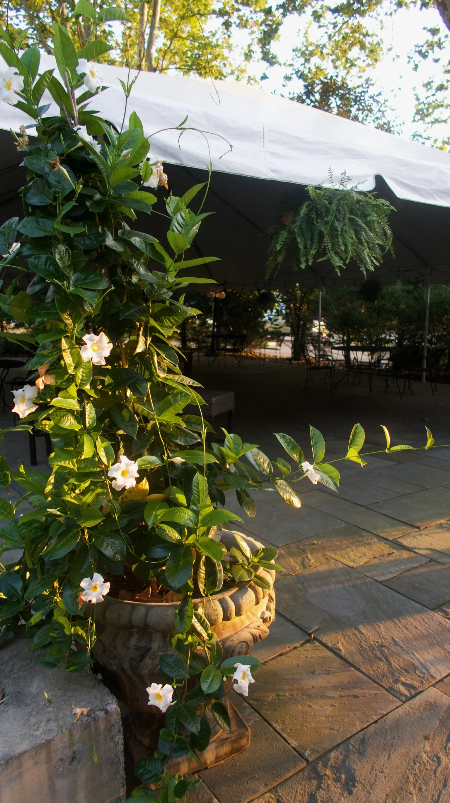 A potted green plant with white flowers in an outdoor patio area illuminated by warm sunlight, with a large white canopy and other chairs in the background.