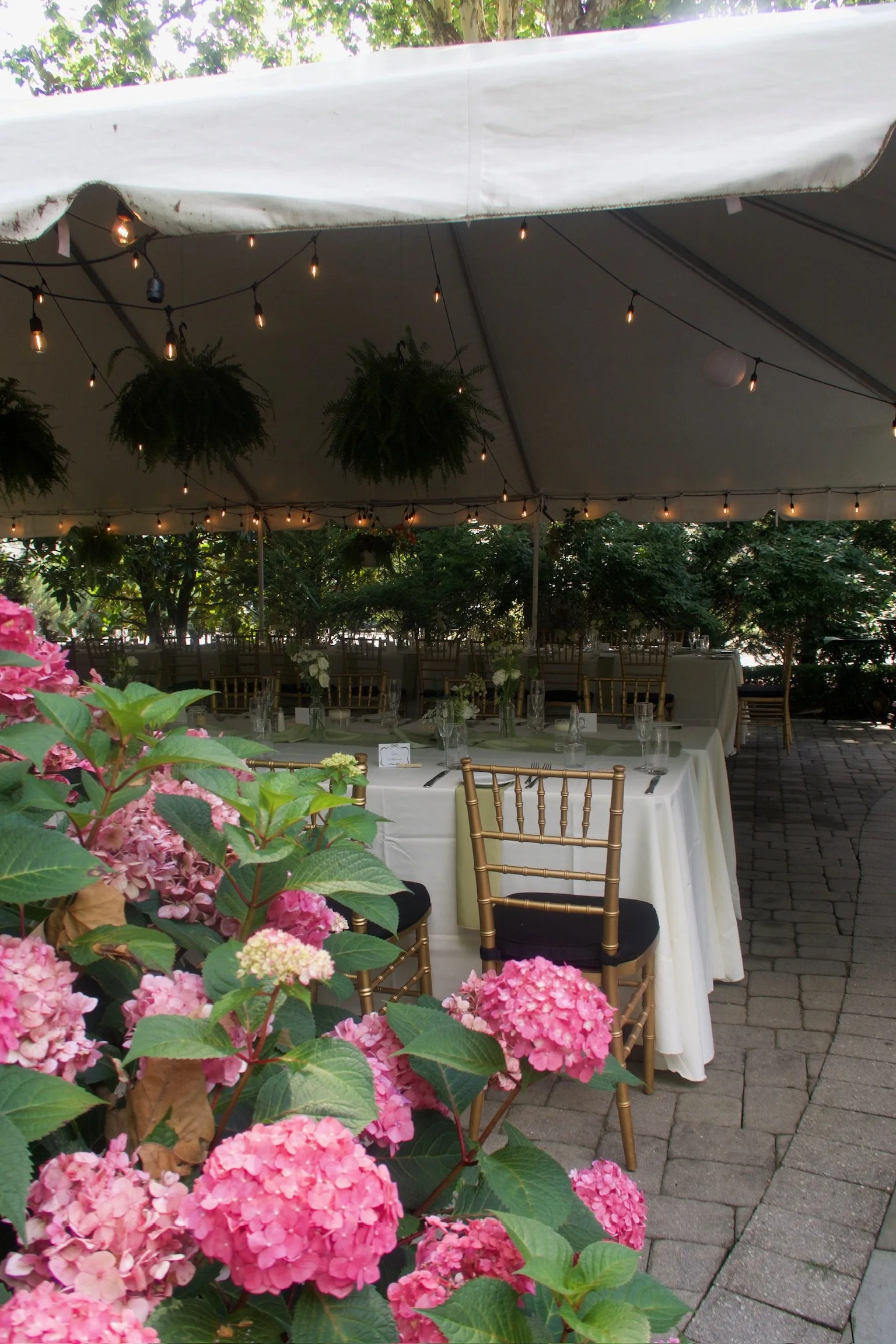 An outdoor event setup under a large tent with string lights, hanging plants, and a table decorated with glassware and flowers, surrounded by greenery and pink hydrangeas in the foreground.