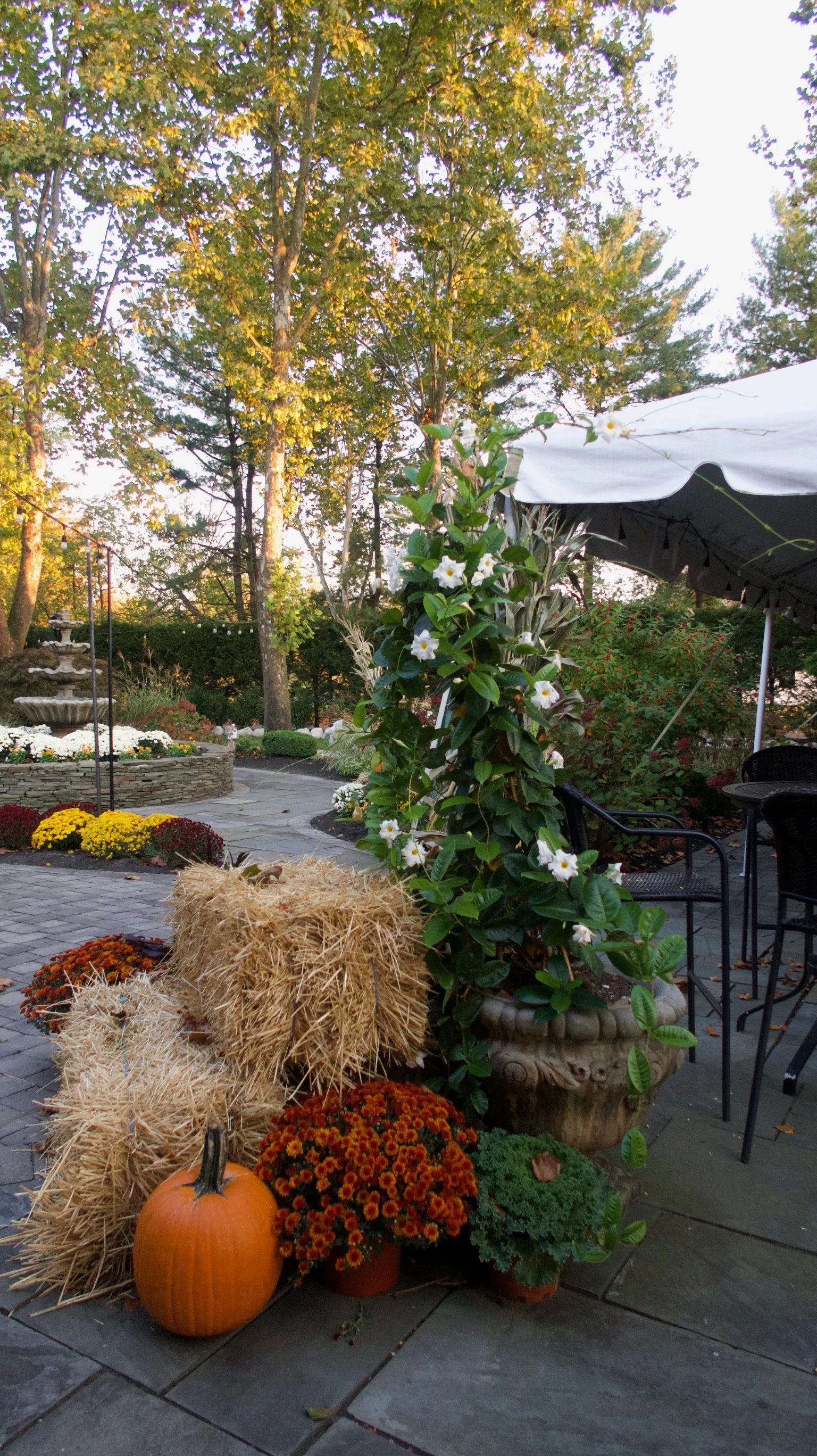 Autumn outdoor scene with hay bales, a pumpkin, potted chrysanthemums, and flowering vine in a garden patio.
