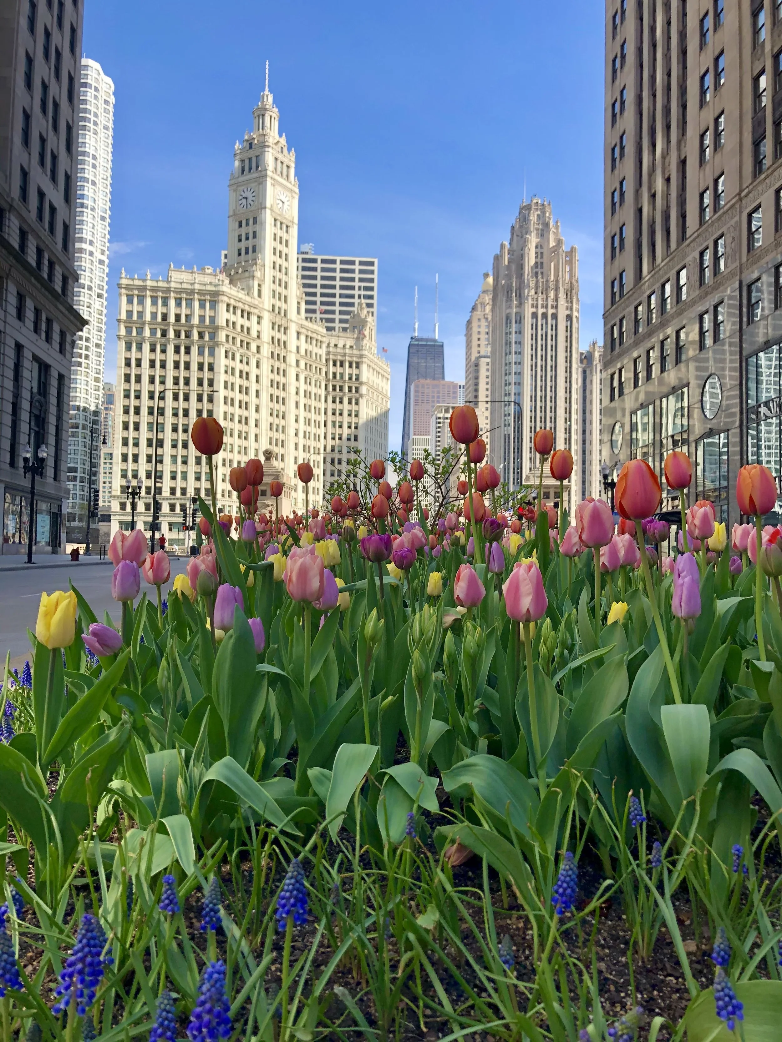 Spring flowers in full bloom in front of downtown Chicago buildings, including the Wrigley Building clock tower and the Tribune Tower, under a bright blue sky.