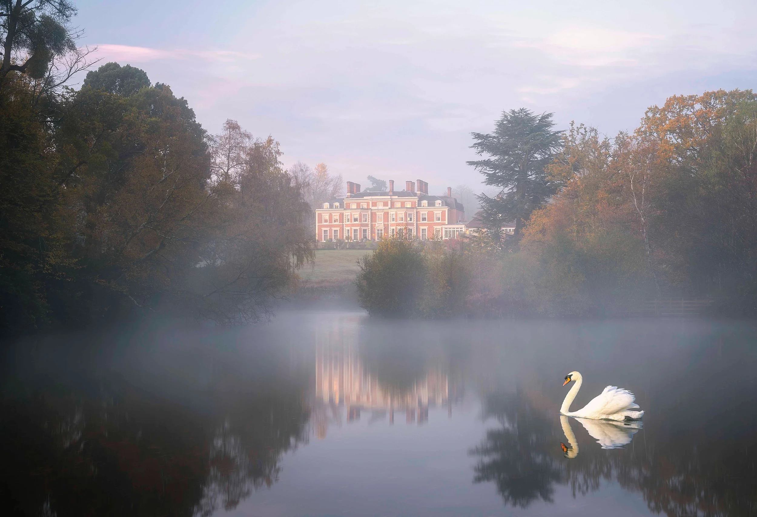 A swan swimming on a calm river with a mansion and trees in the background, fog over the water, early morning or late afternoon light.