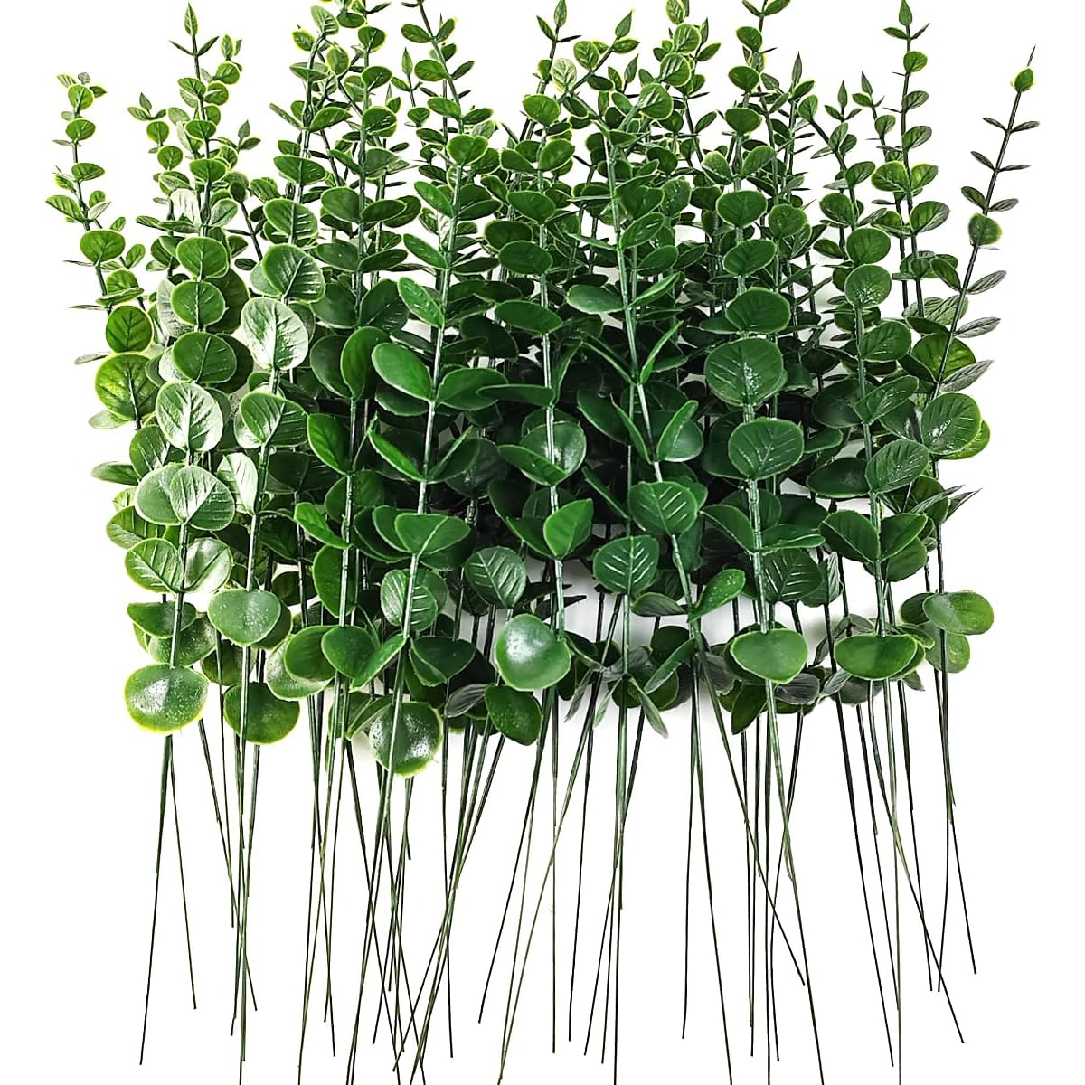 Small Eucalyptus Stems