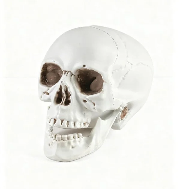 lastic+Skull+Decor+Realistic+Skull+Halloween+Gothic+Home+Décor+&+Themed+Party+Display.jpg
