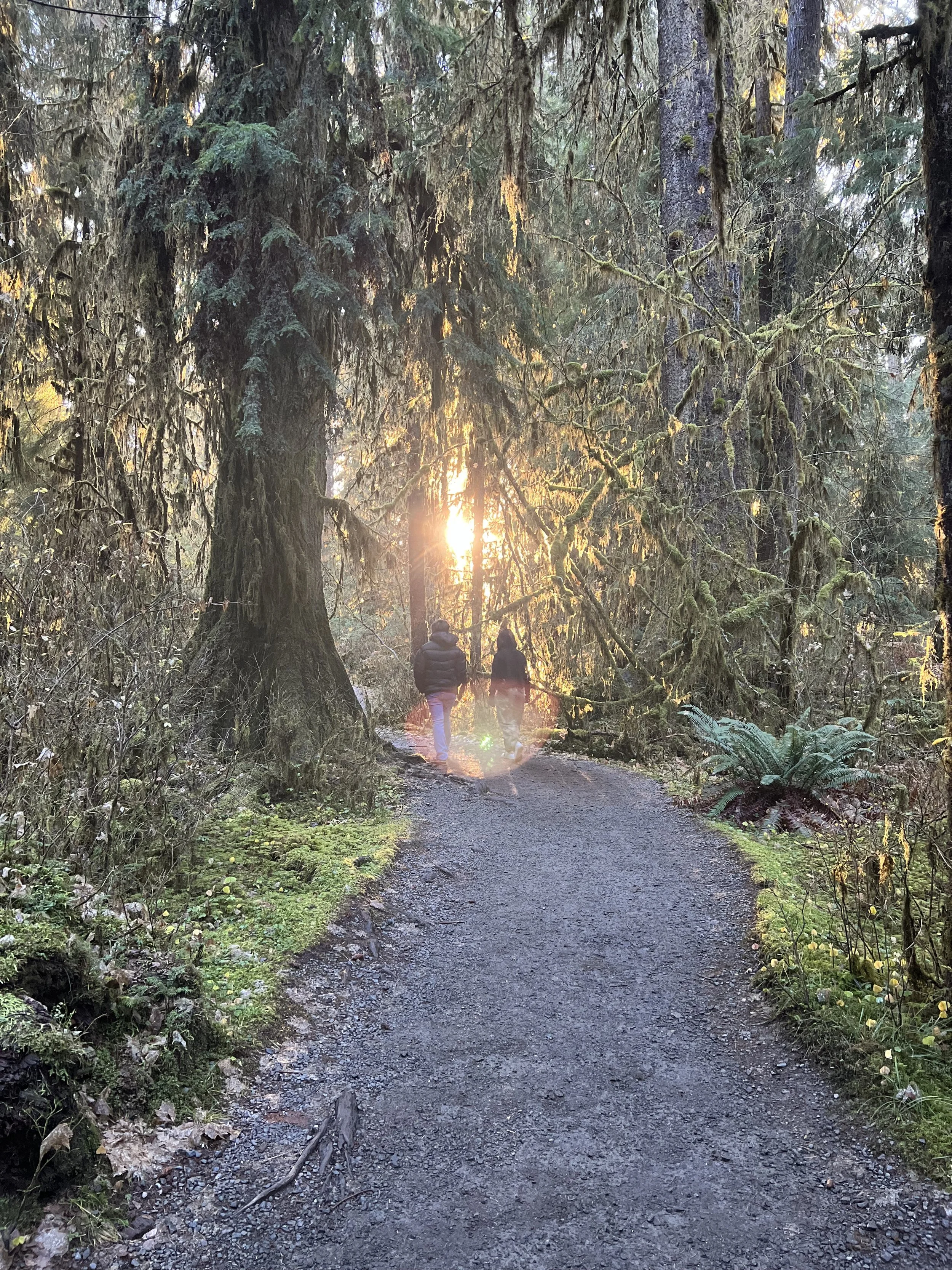 Two people walking on a dirt trail through a dense forest with tall trees and moss hanging from the branches, with the setting sun in the background creating a glowing sunburst effect.