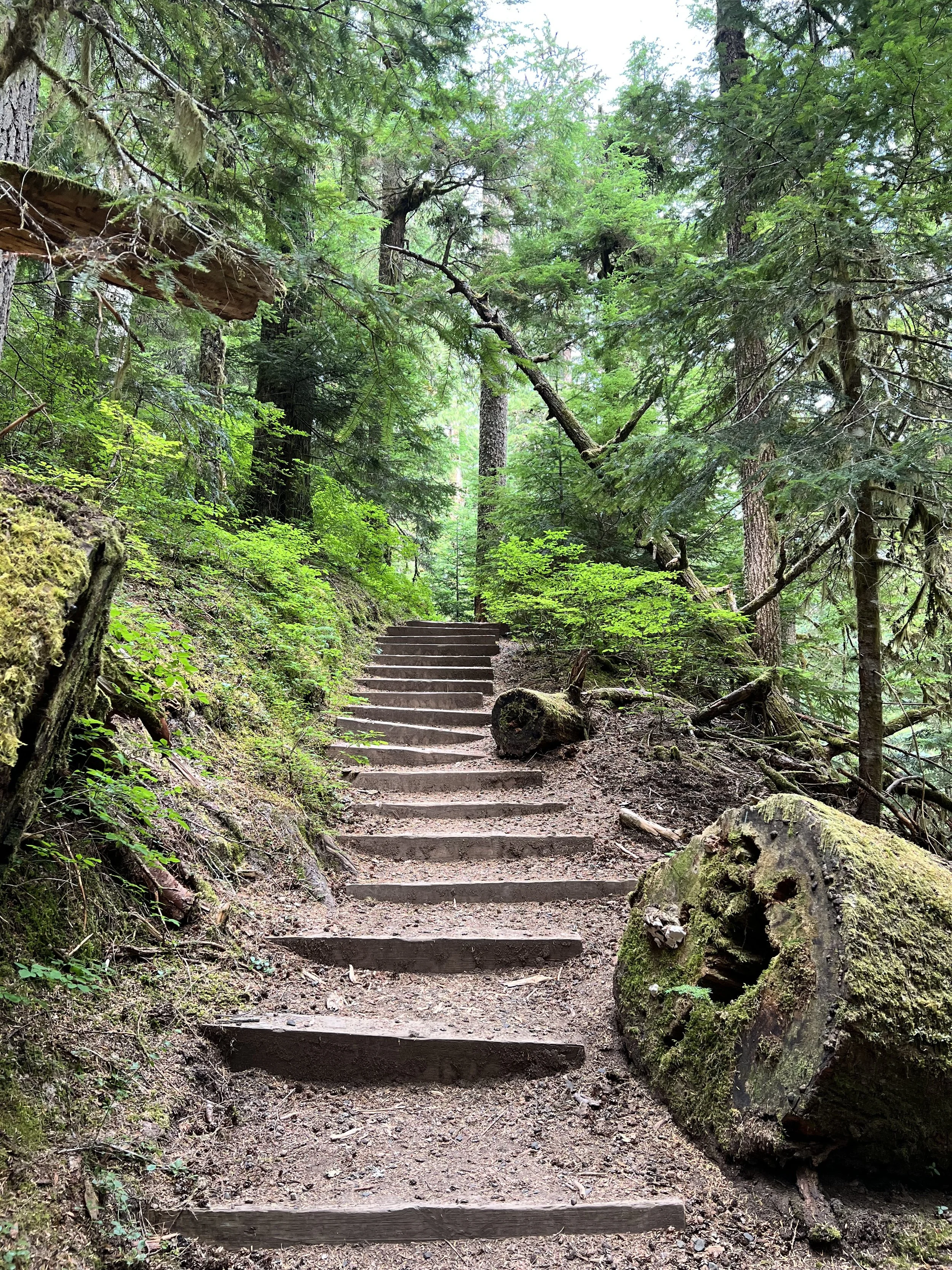 A dirt forest trail with wooden steps ascending through green trees and moss-covered logs.