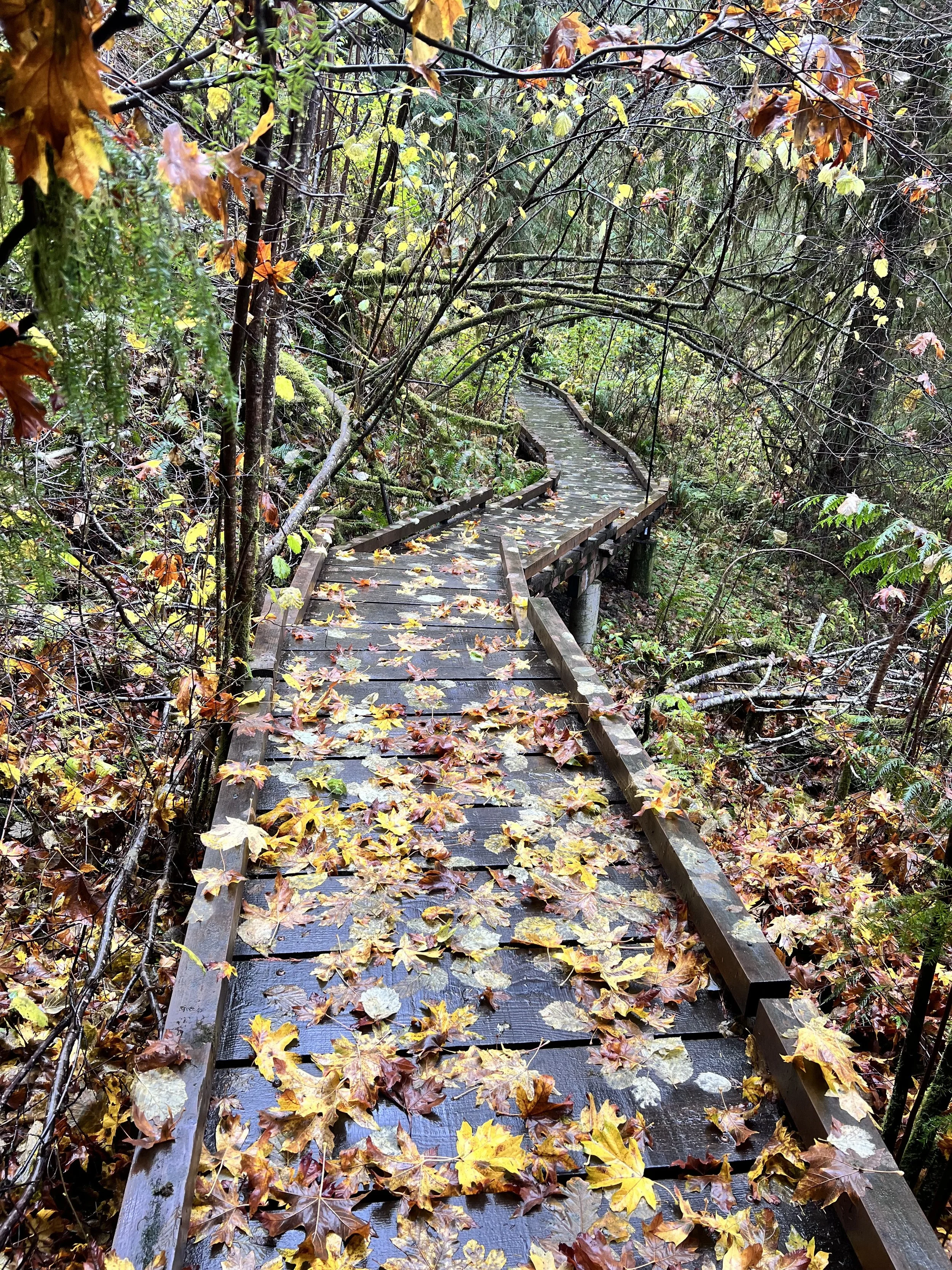A winding wooden boardwalk covered with fallen autumn leaves, surrounded by a dense forest with trees and branches.