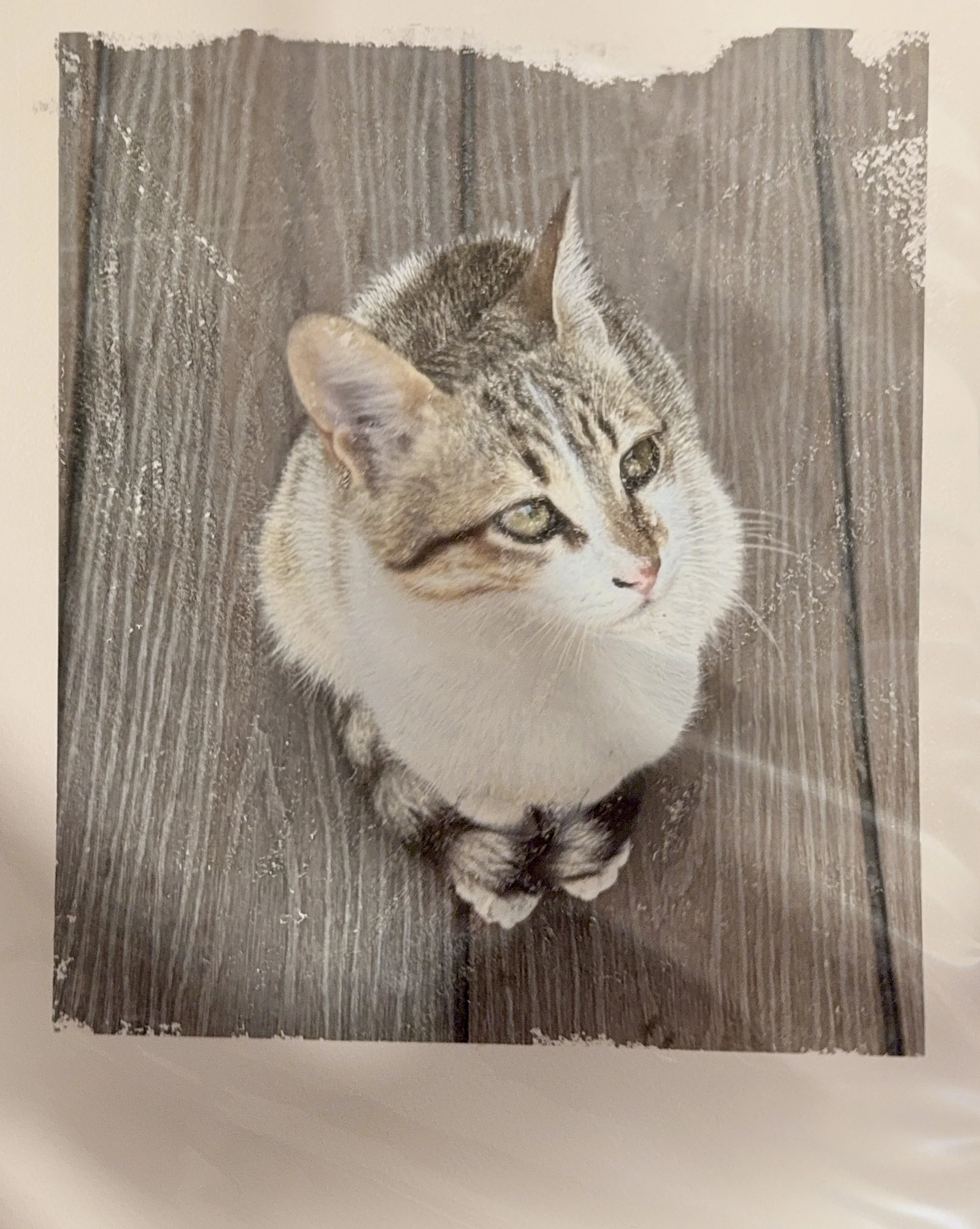 Dinner Guest - Mixed media photo transfer