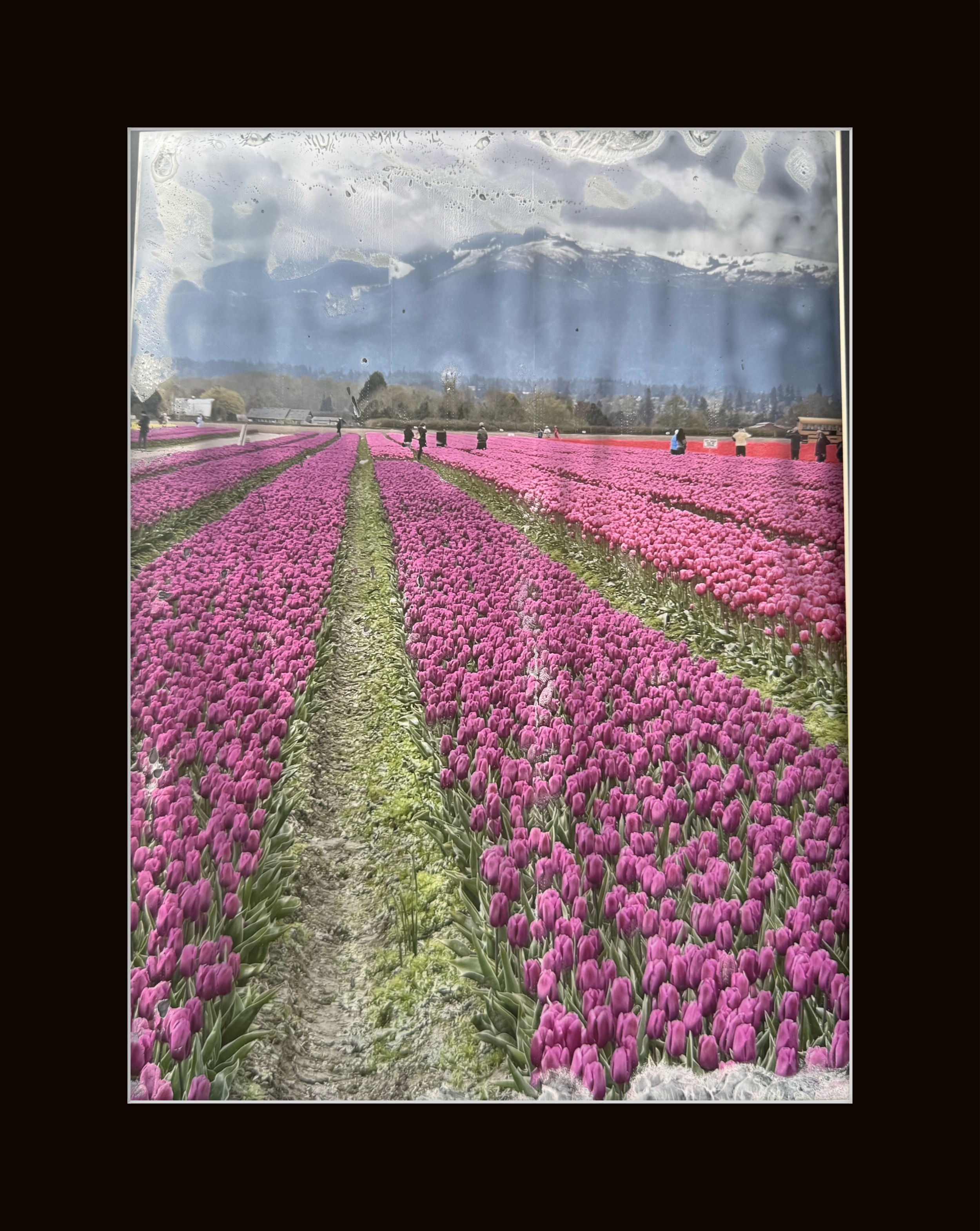 Tulip