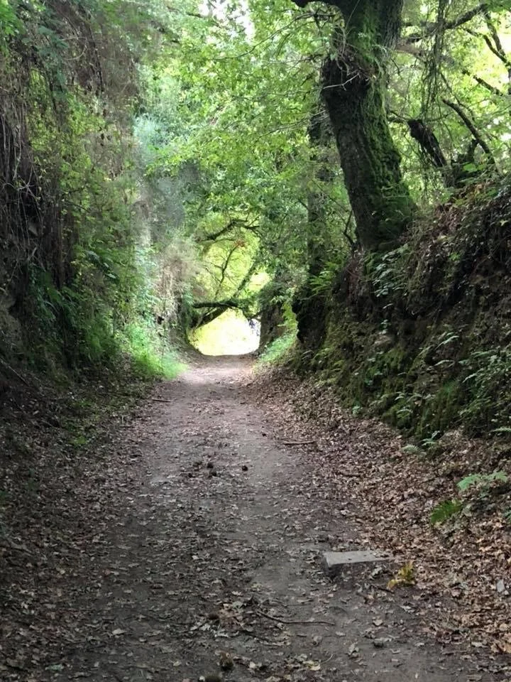 A dirt trail through a green forest with trees and foliage on both sides and an opening in the distance.