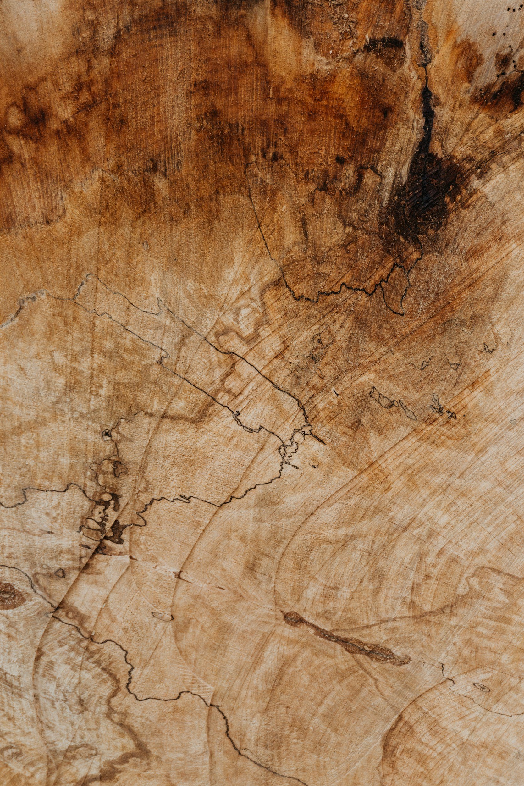 Close-up of a cross-section of a tree trunk showing growth rings and natural cracks.