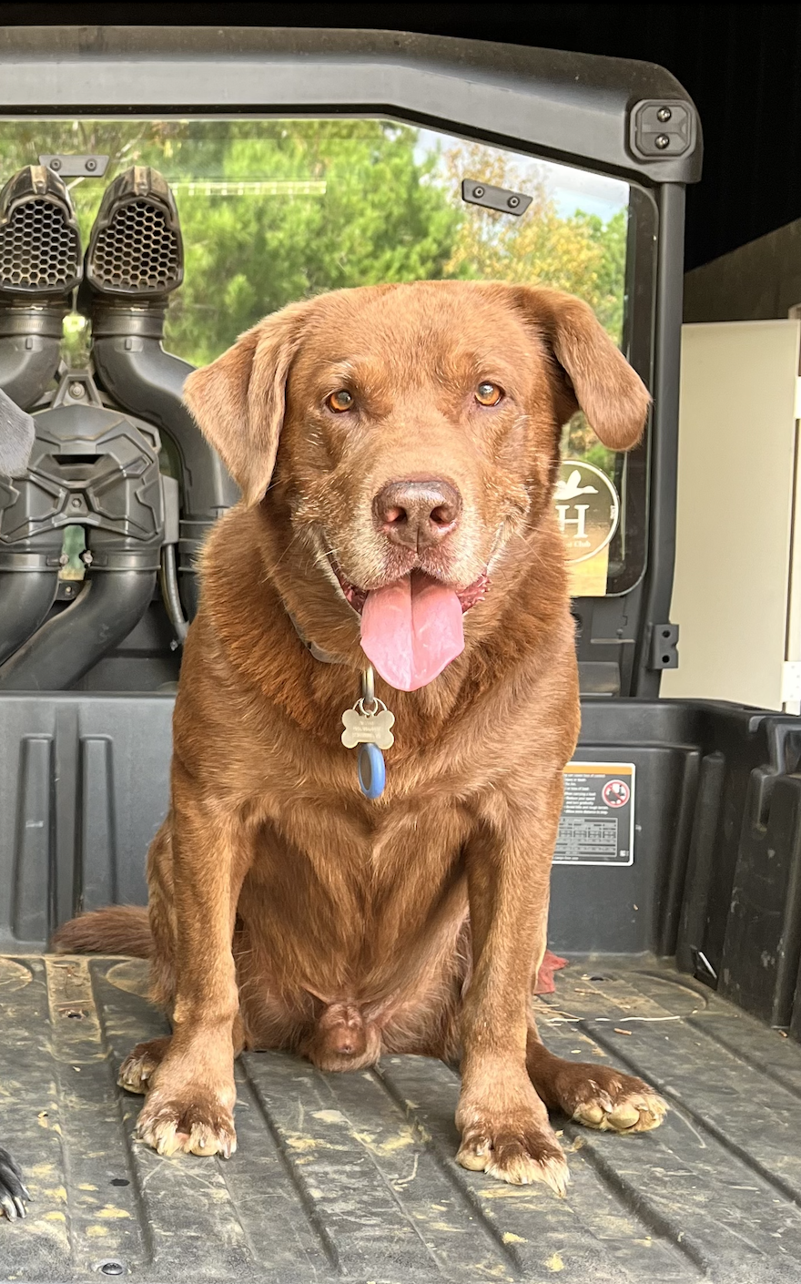 Agave Bell, Chairman of the Board