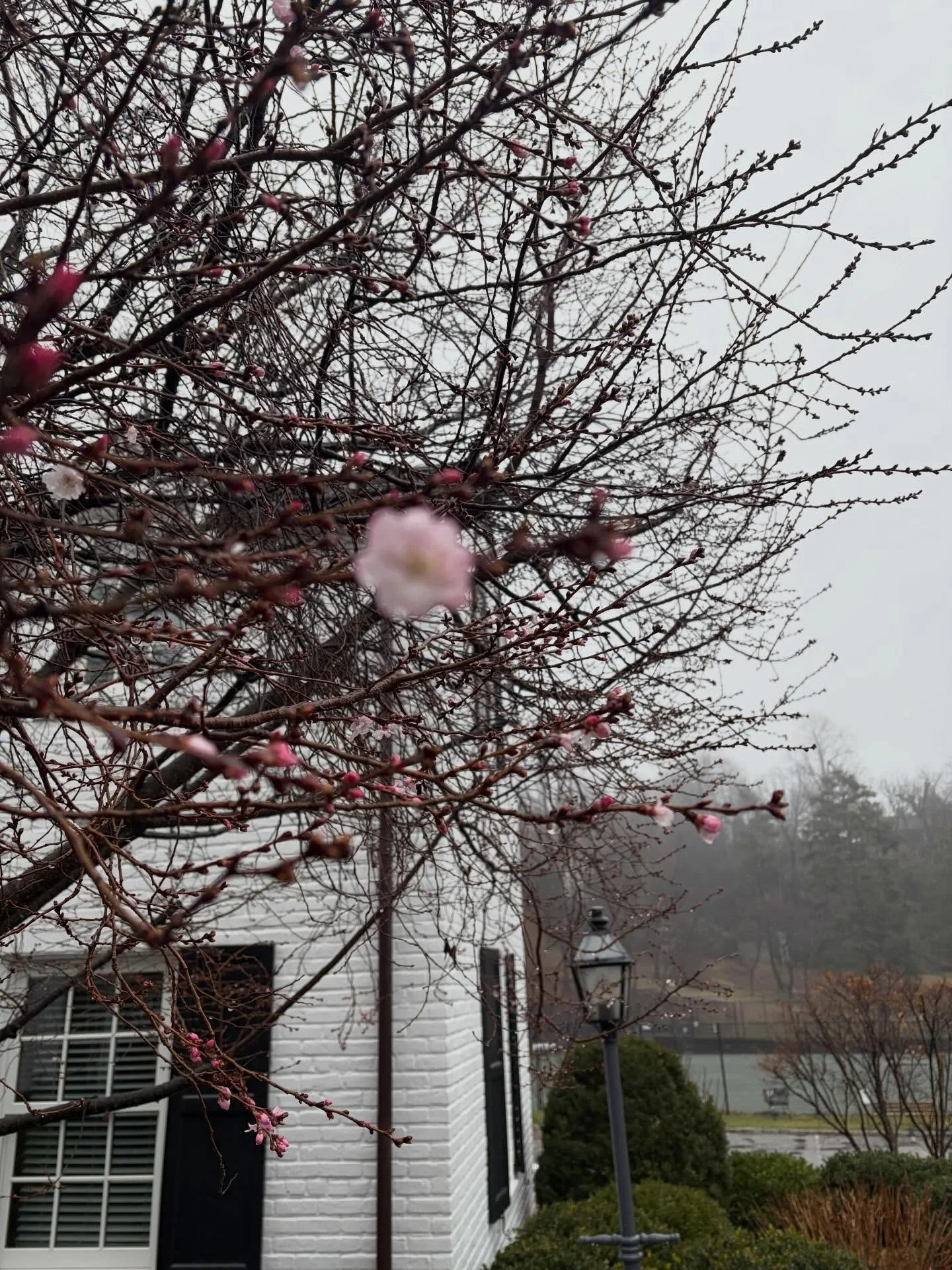 Today I took @lvanderkam advice in the form of an intentional break. My reward for a drizzly run today. I little peek of spring. 🌸 #rainyrun #stressrelievers #herecomesspring #intentionalbreaks #bigtime