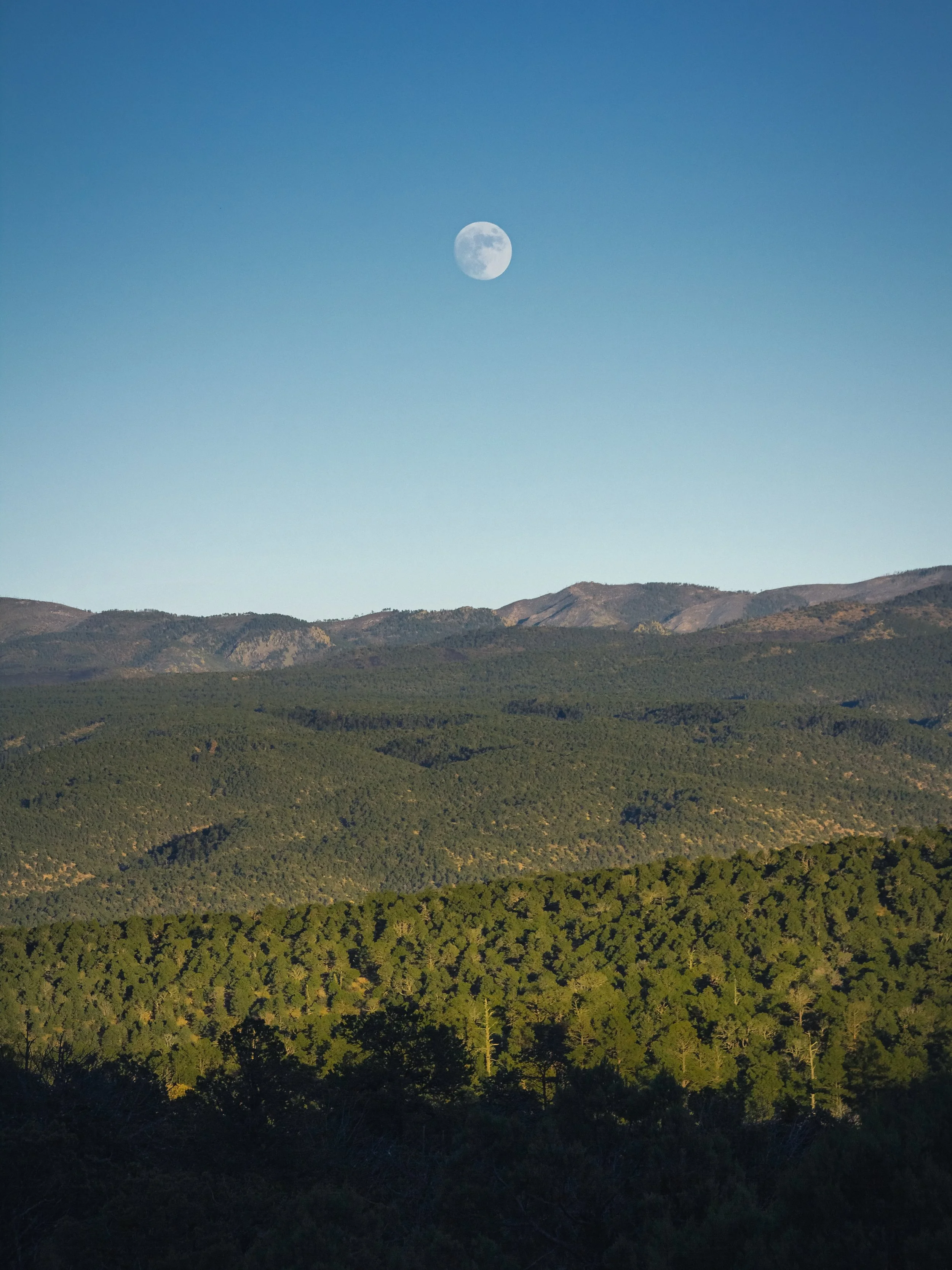 Celestial Wilds
