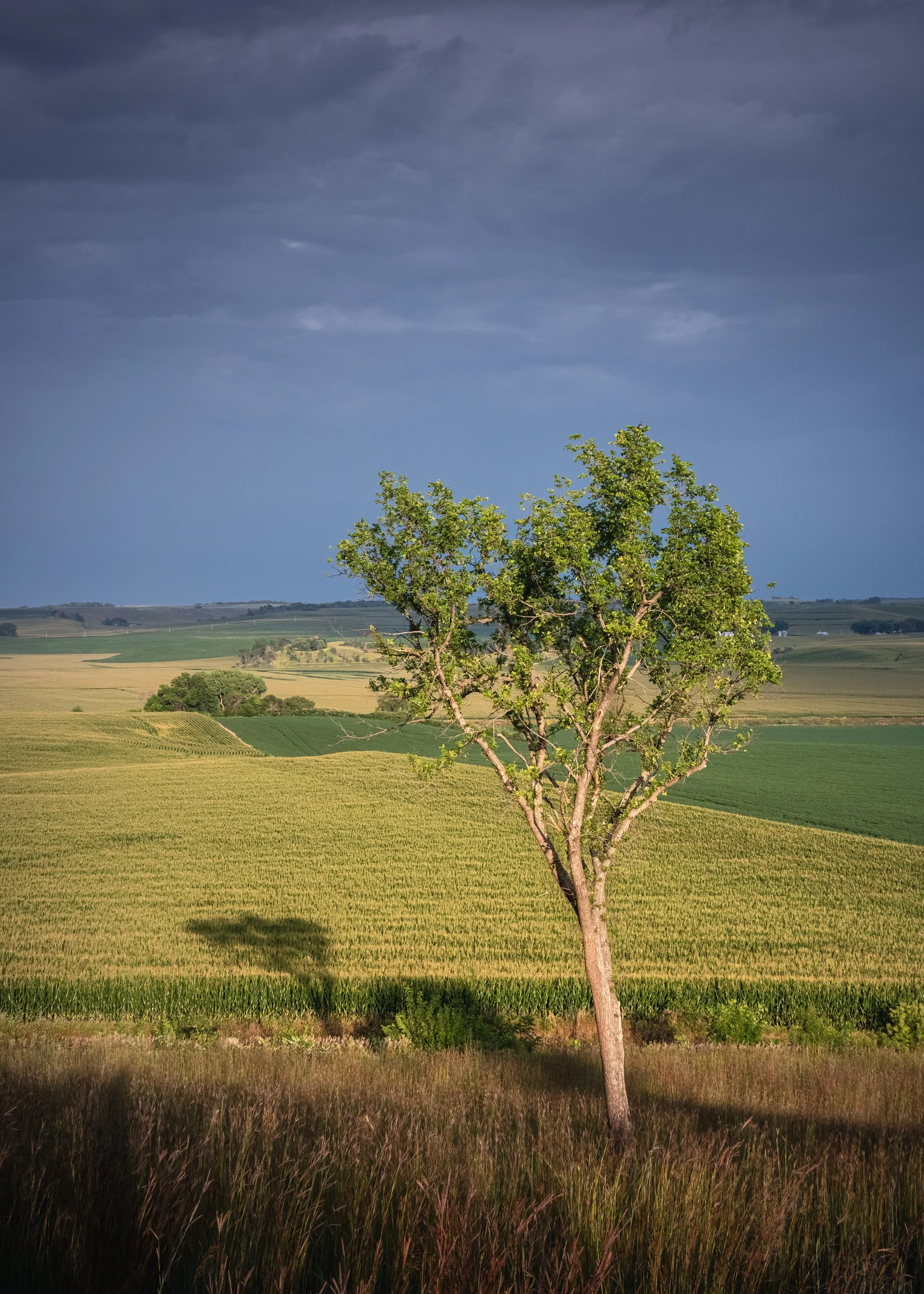 Tending the Crops (color).jpg