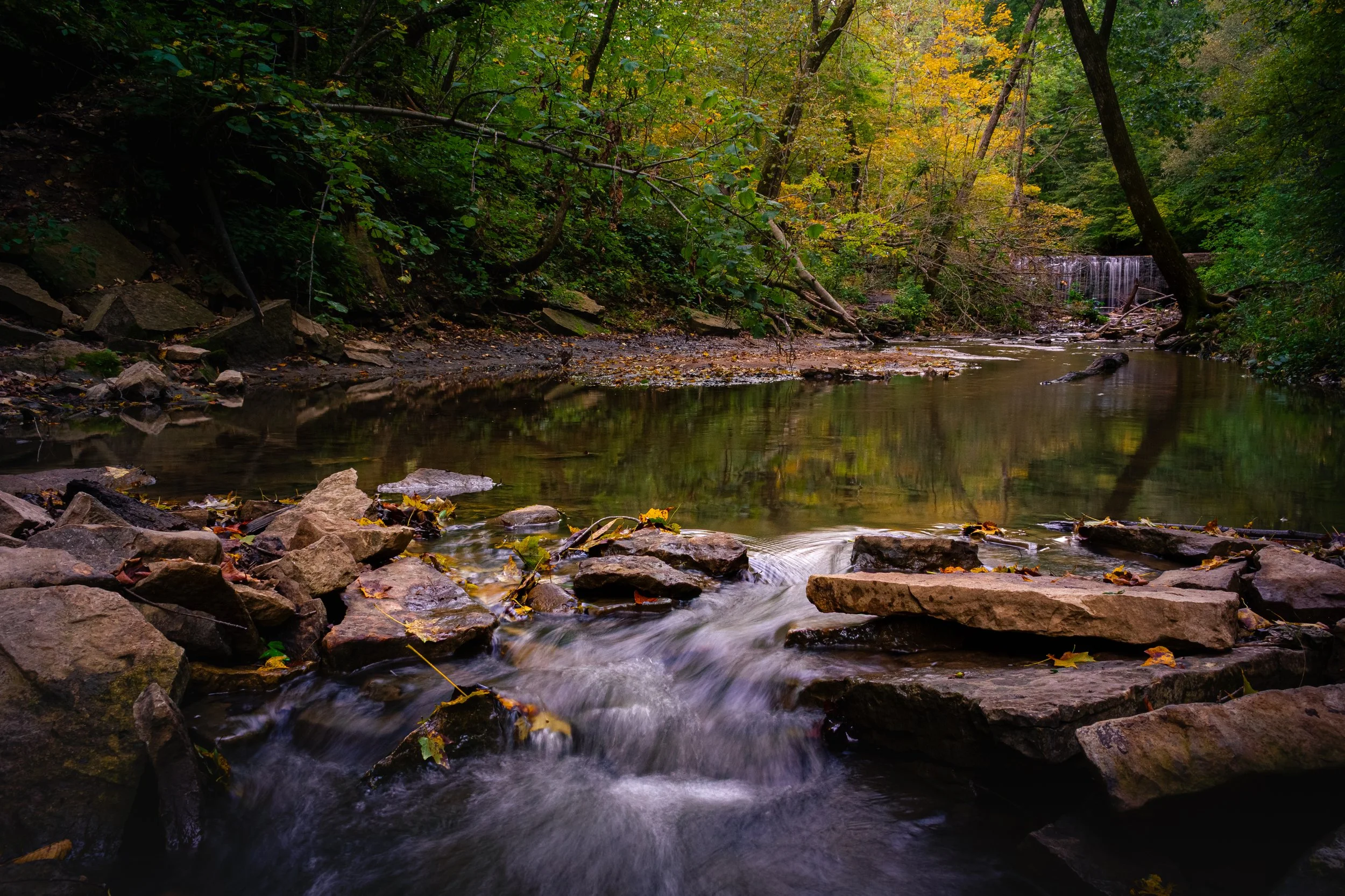 Little Creek in the Big Woods