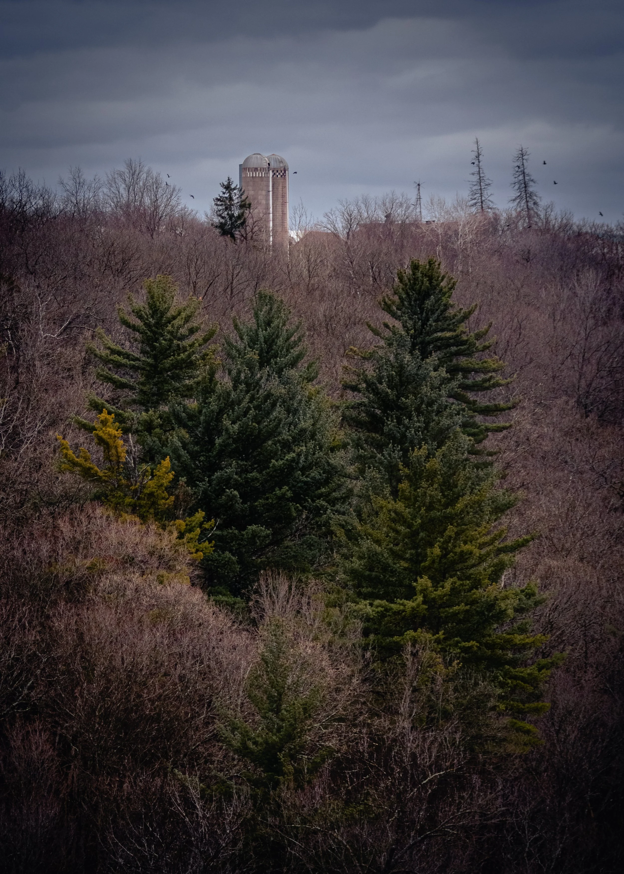 Driftless in December