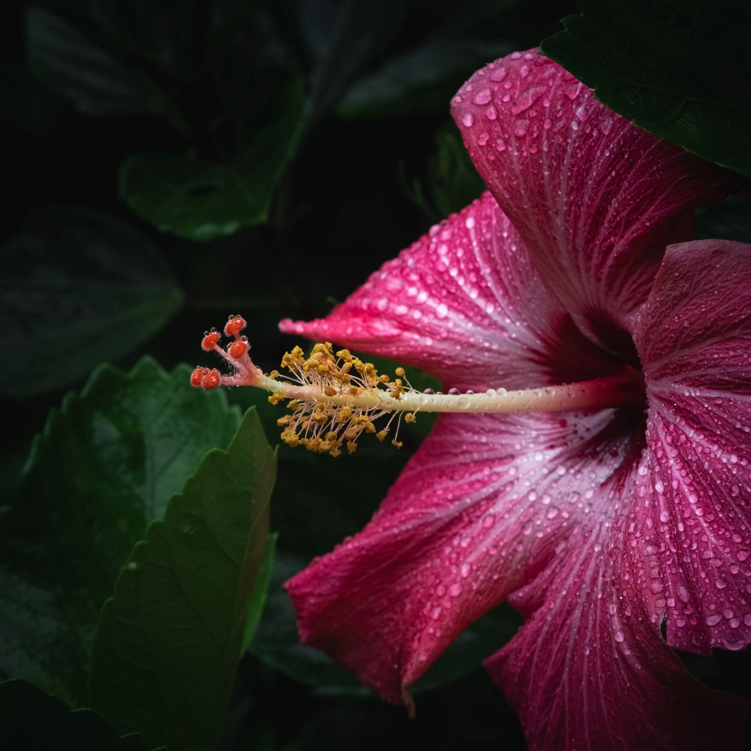 Hibisceae