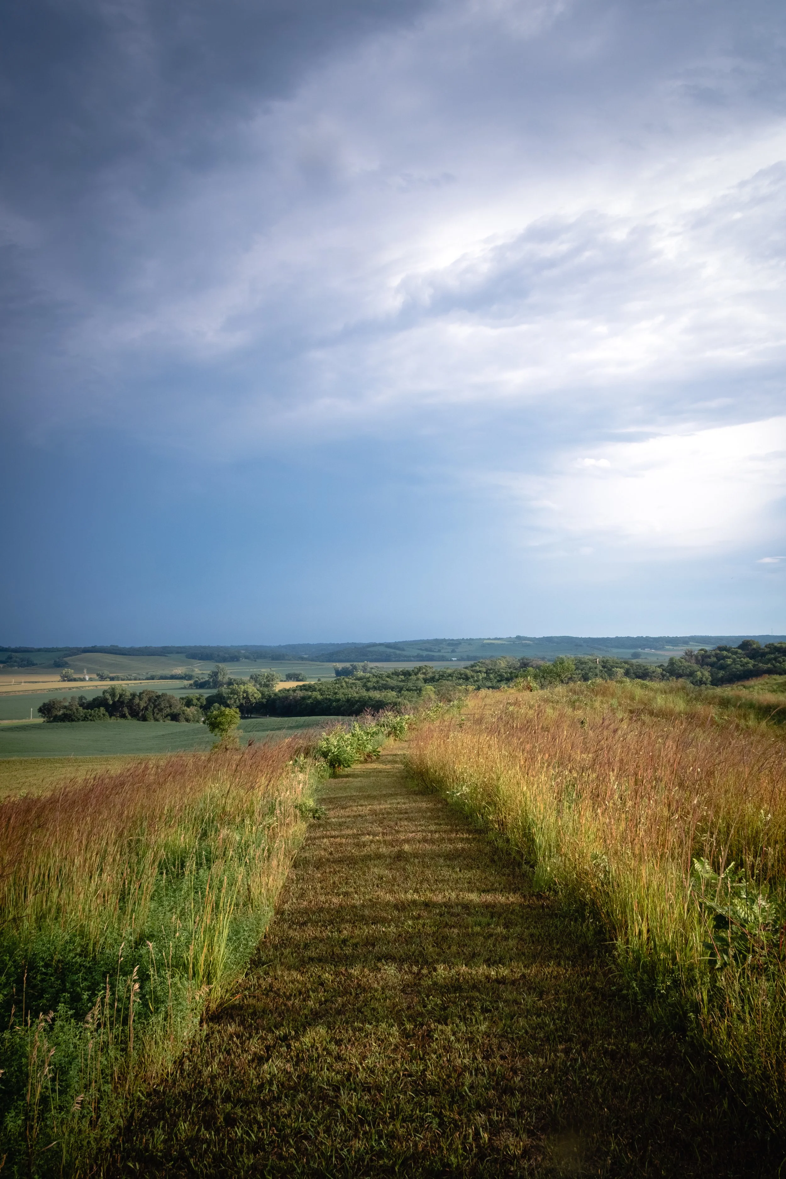 A Stroll through the Tallgrass