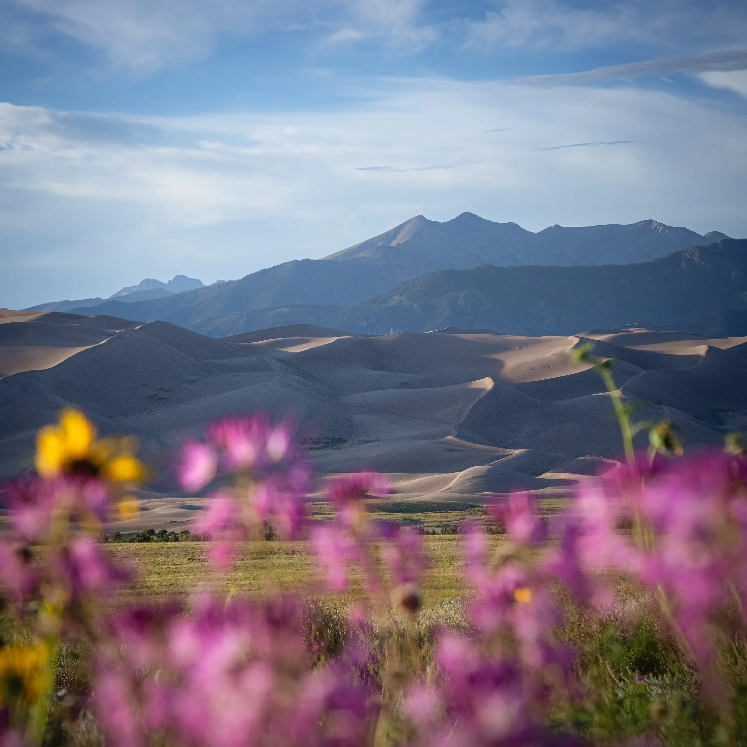 Dunes and Blooms