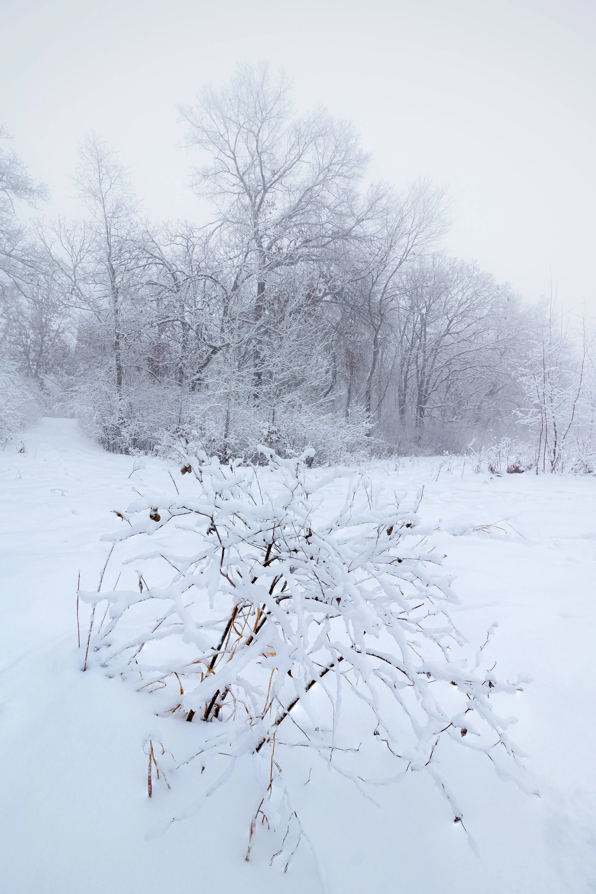 Midwest Powder