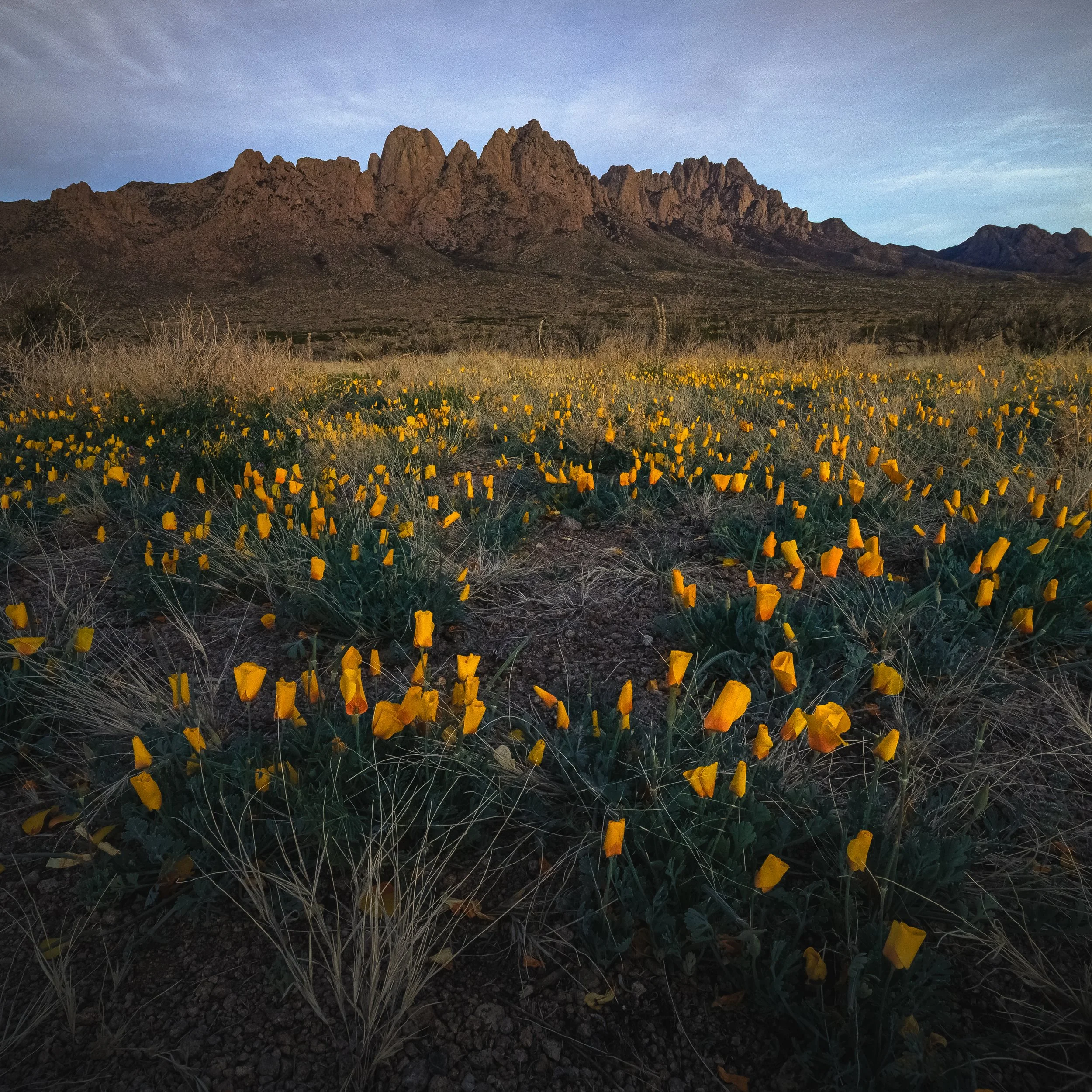 Poppies and Needles