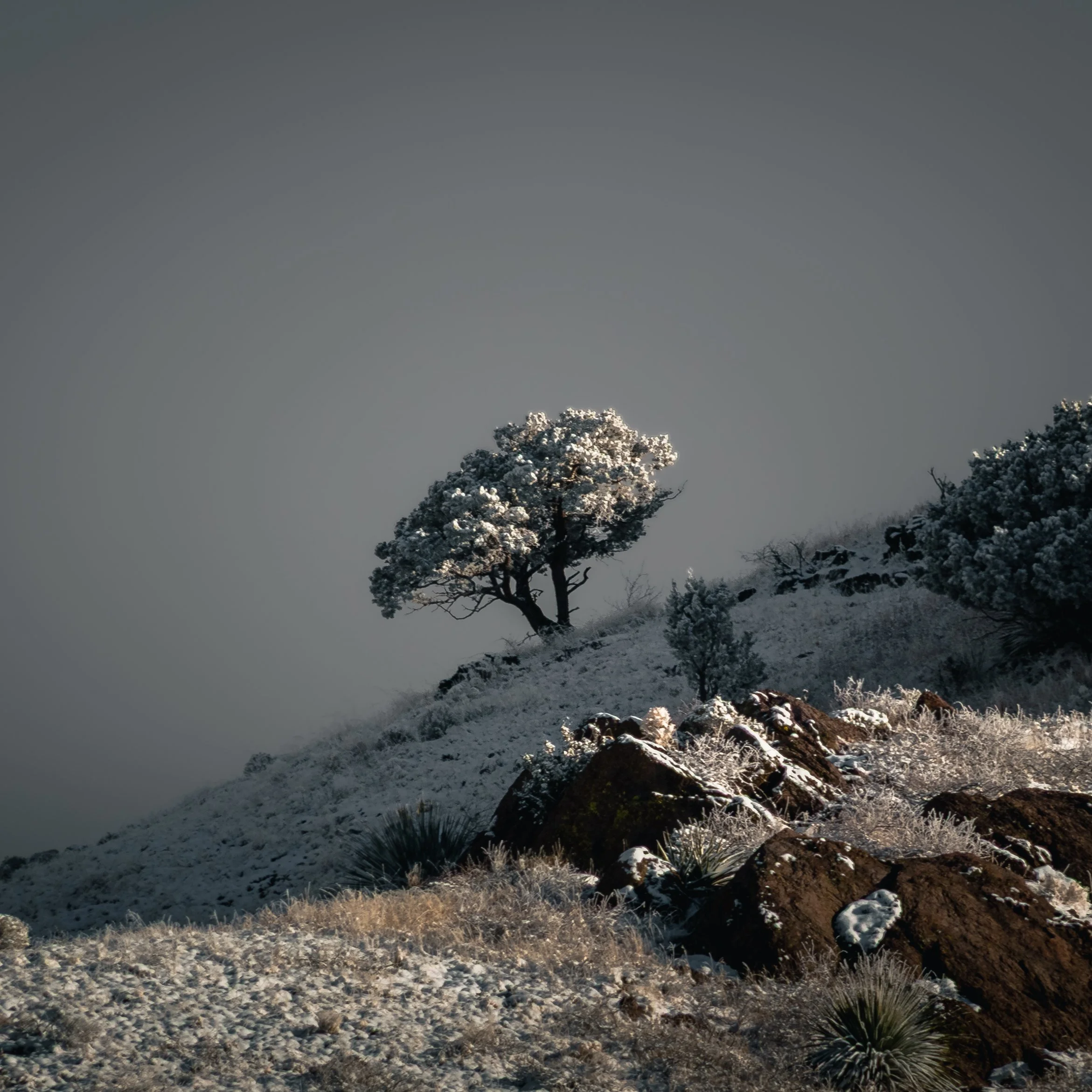 Iced Juniper