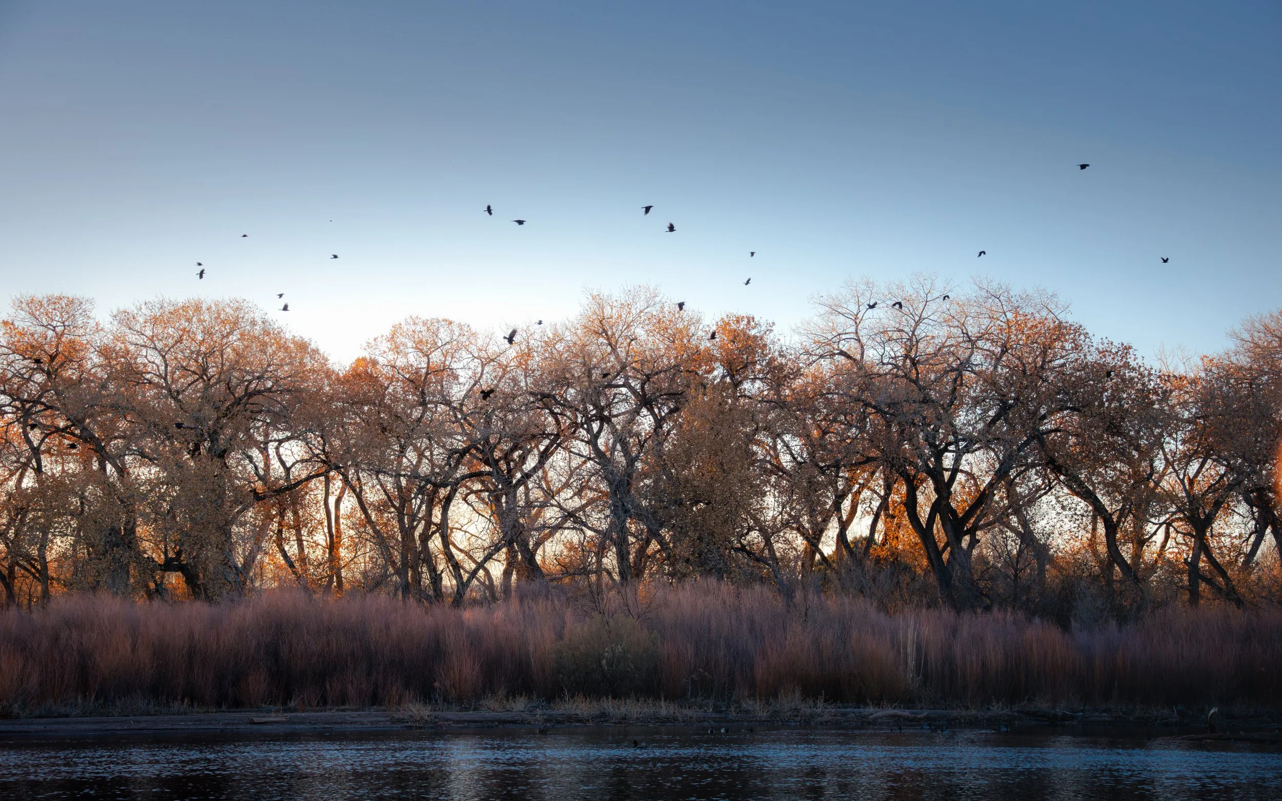 Winter in the Bosque