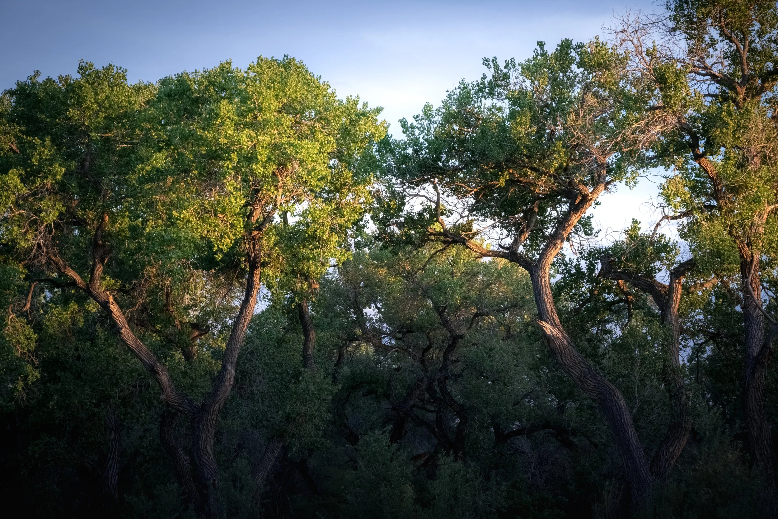 Canopy