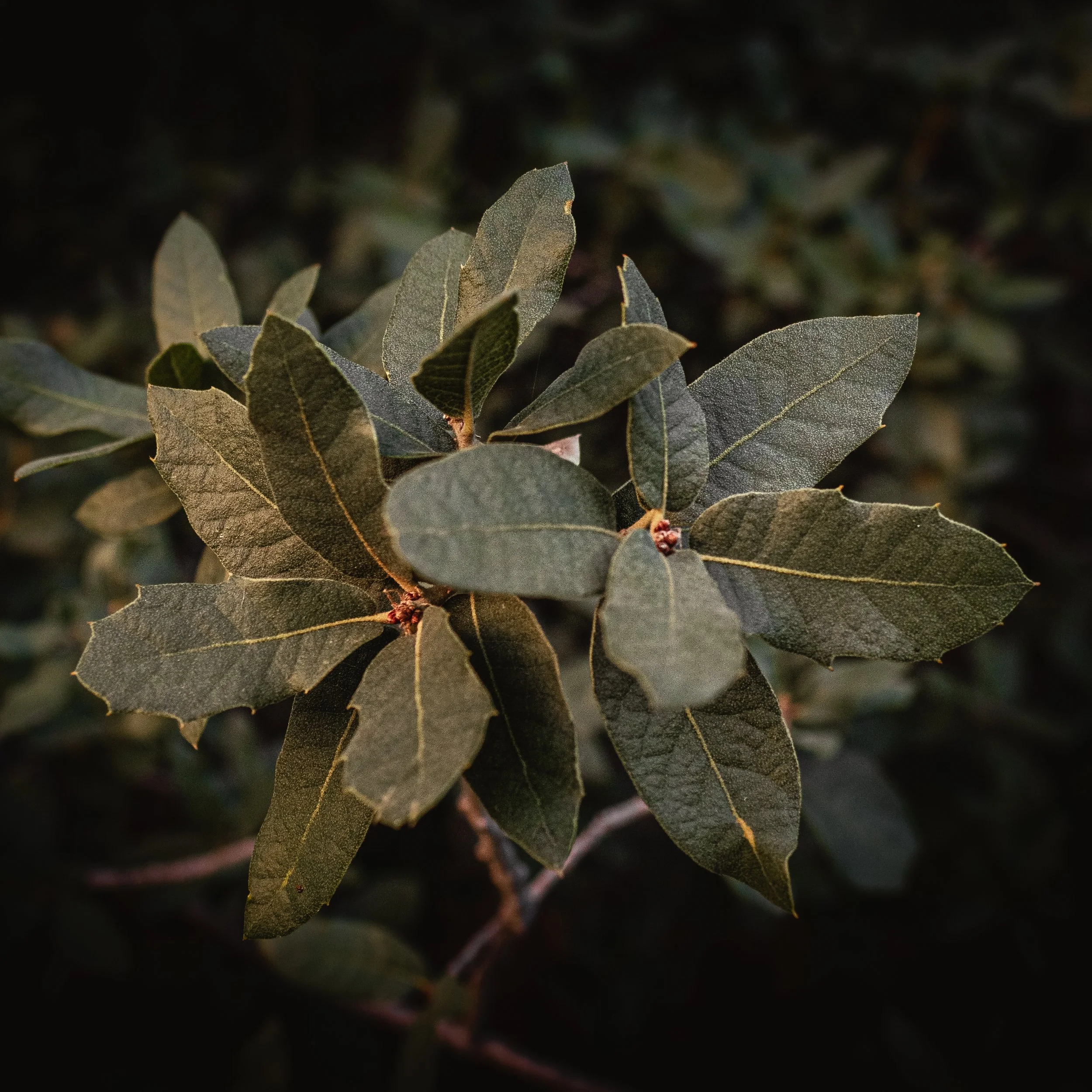 Quercus Grisea