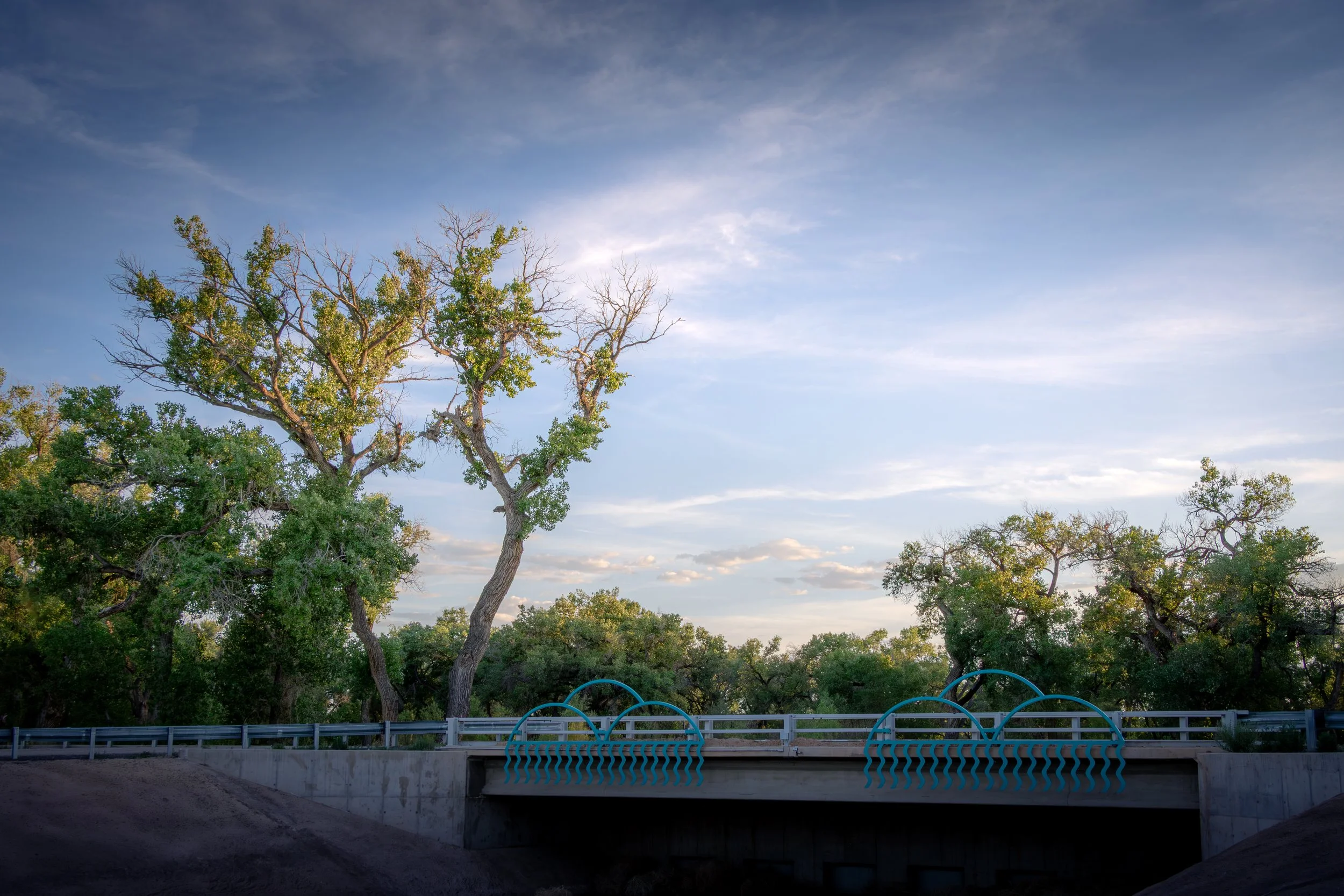 Bosque Vision