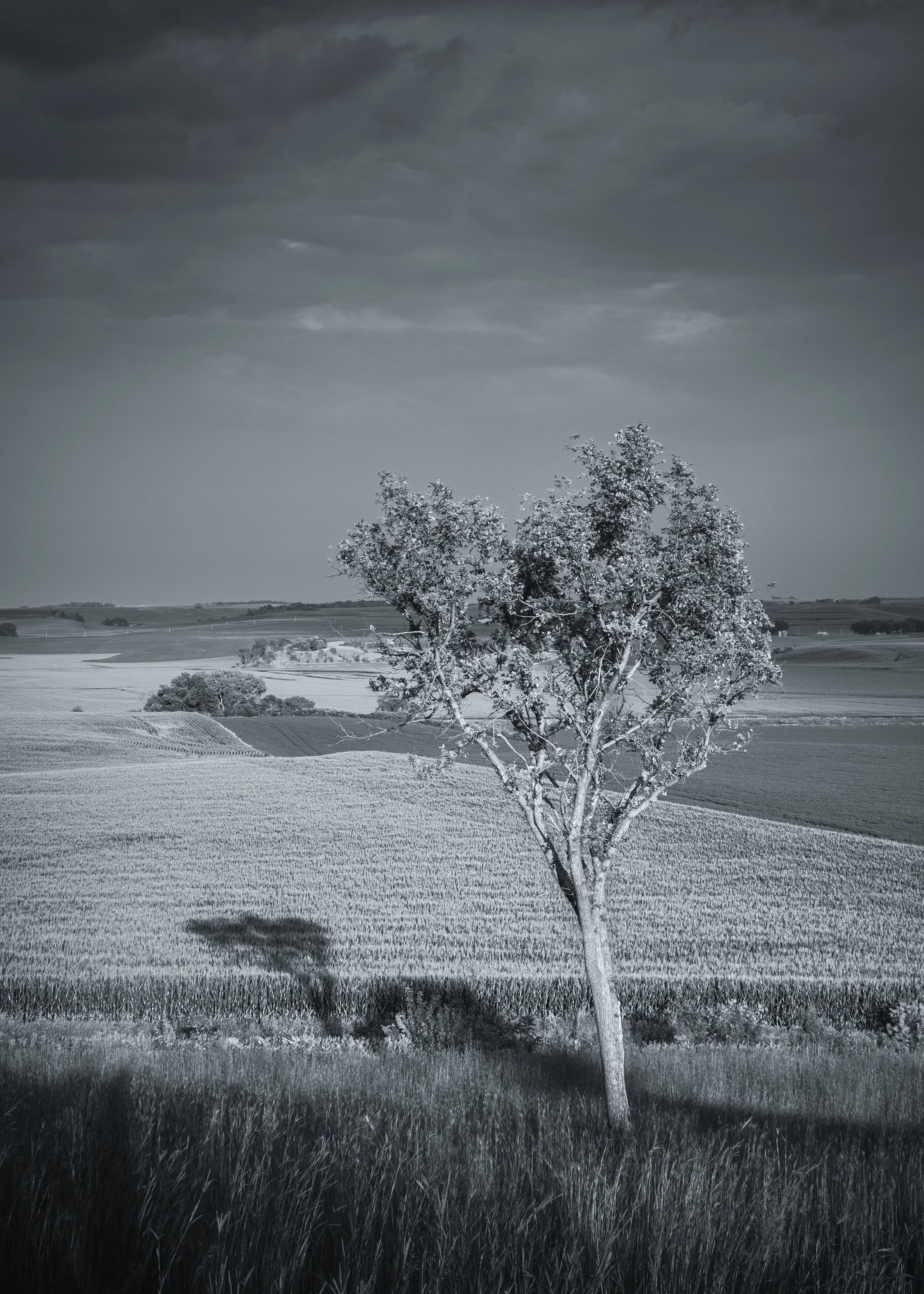 Tending the Crops (monochrome).jpg