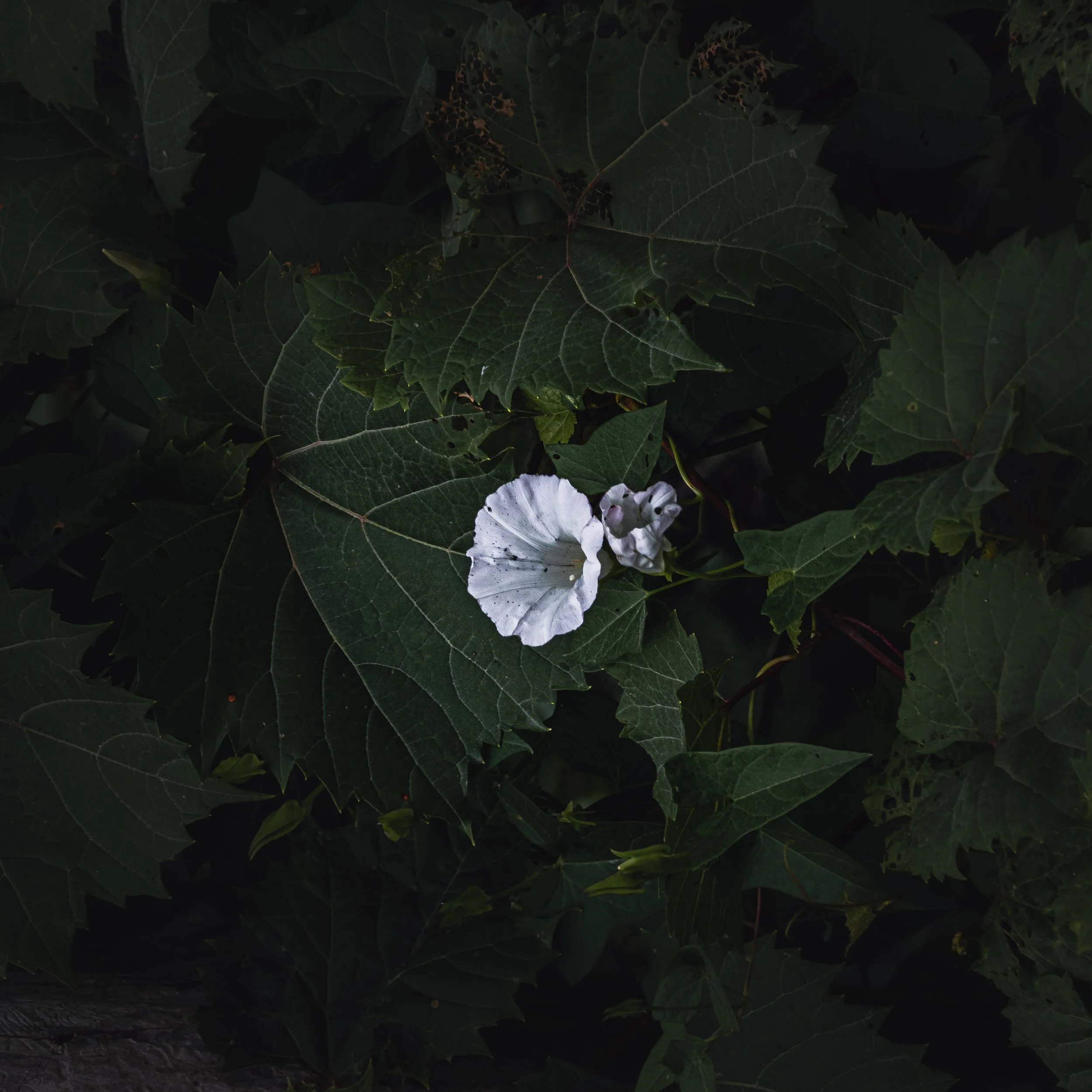 Calystegia Sepium