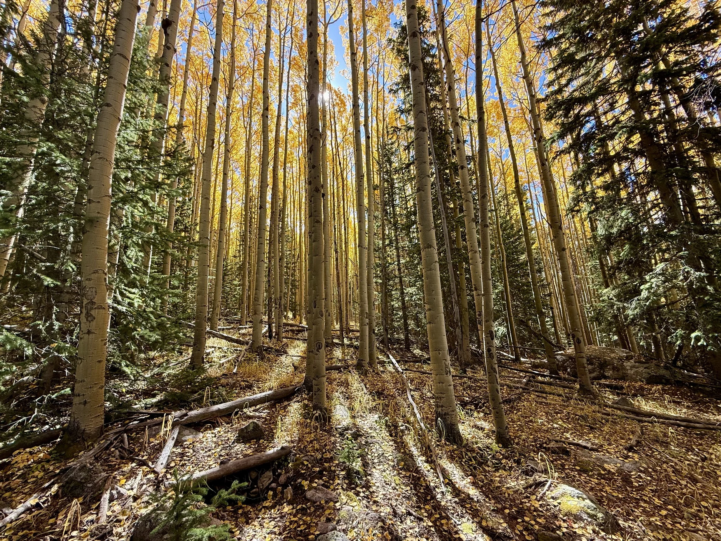 A forest with tall, thin trees with yellow and green leaves, and sunlight filtering through the foliage.