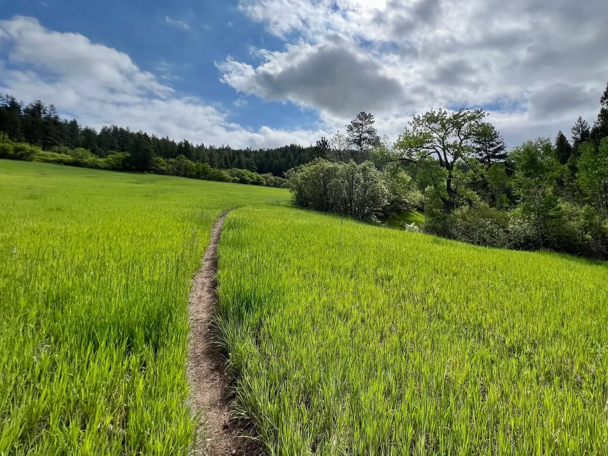 A narrow dirt path through a bright green grassy field under a partly cloudy sky, with trees in the background on a hillside.