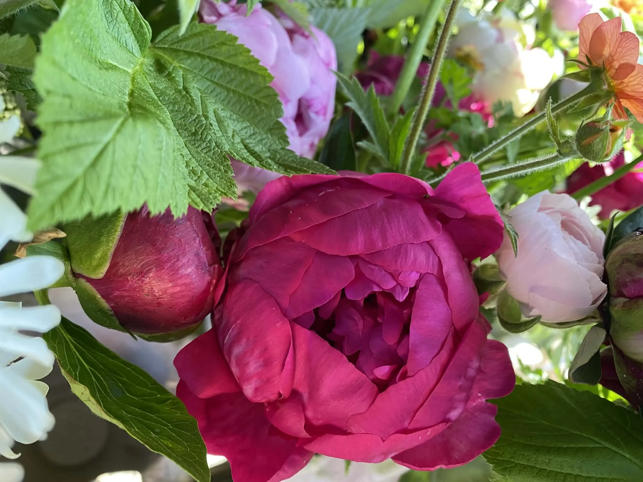 peony.jpg