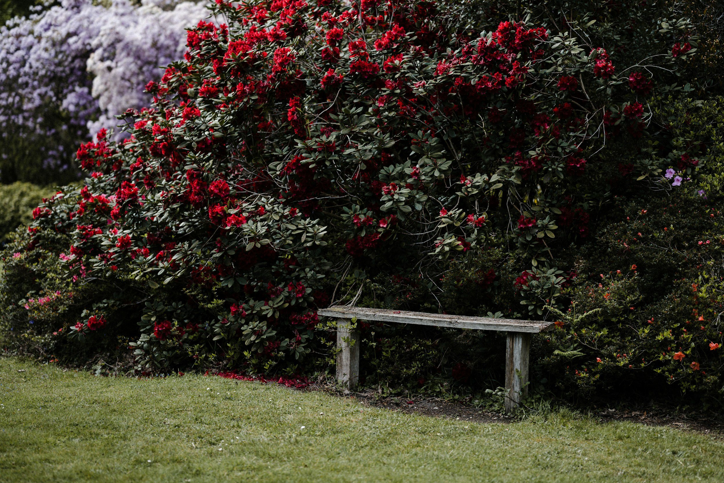A garden scene with a large bush of red flowers and purple and white flowers in the background. There is a weathered wooden bench in front of the bush on a grassy lawn.