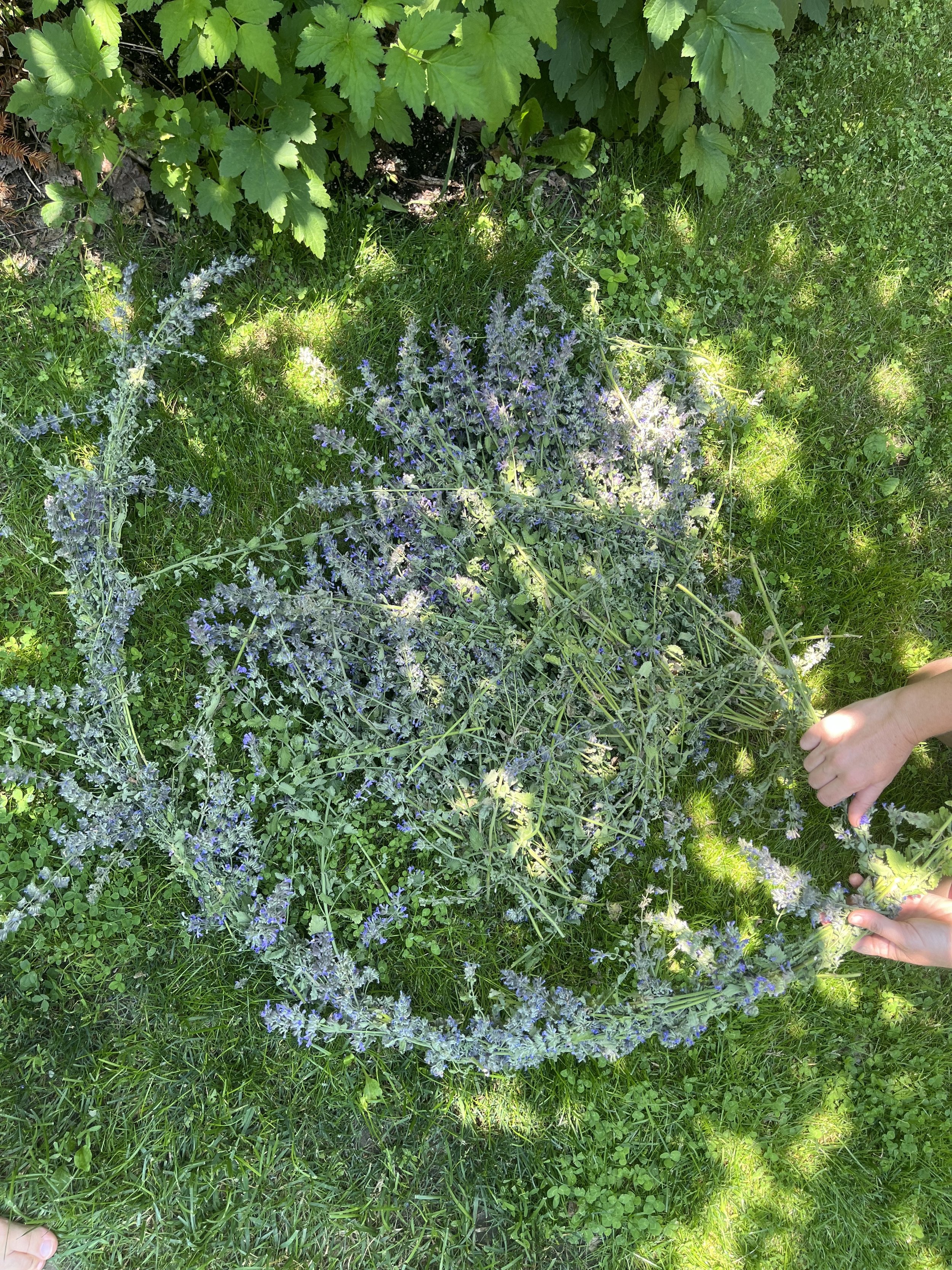 Person’s hands holding and arranging purple catmint flowers in a circle on the grass.