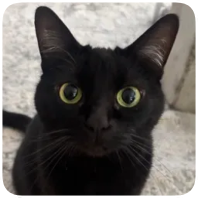 Close-up of a black cat with yellow-green eyes looking directly at the camera.