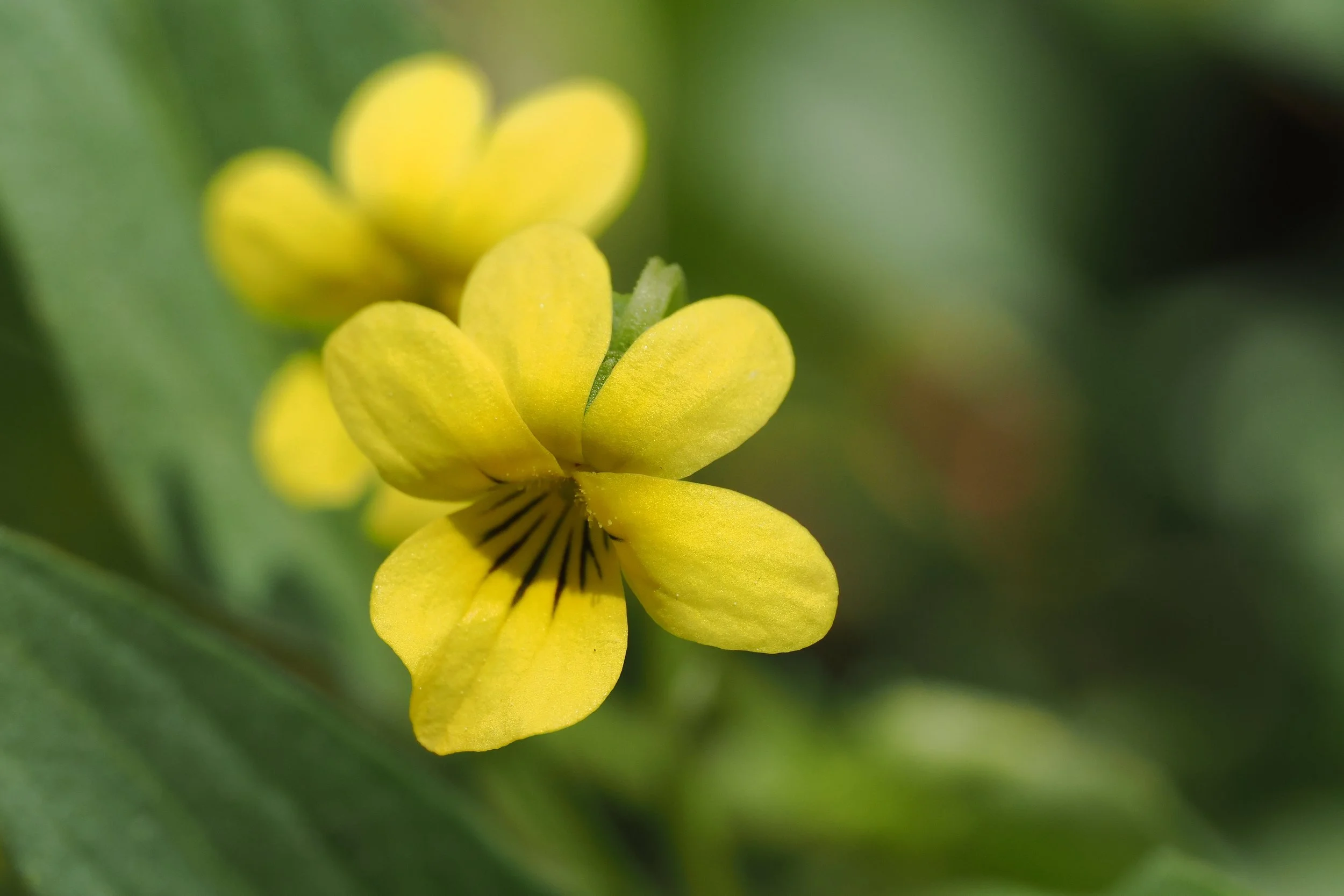 Close-up of purple wildflowers with mountain and blue sky in the background.