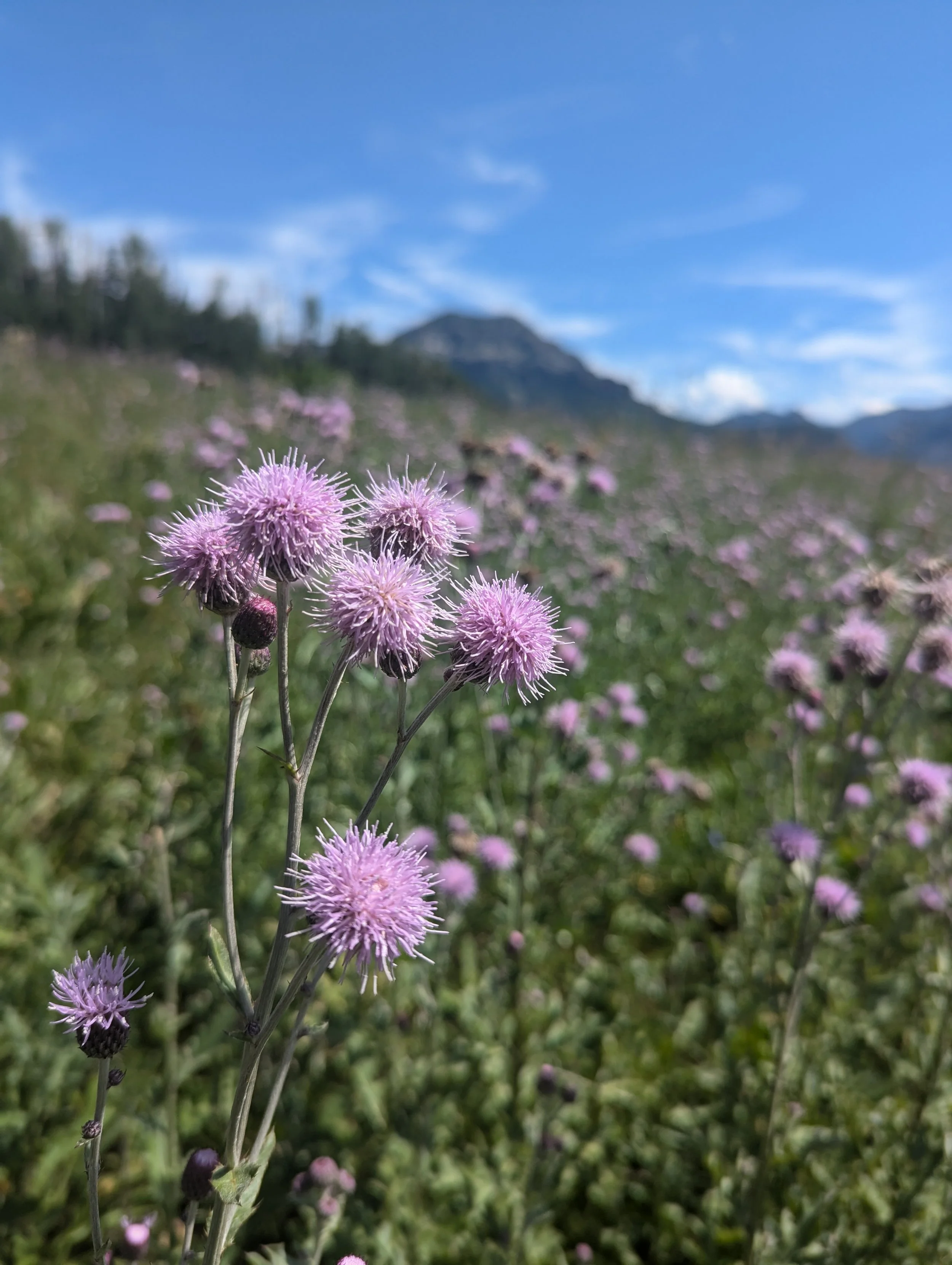 Close-up of purple wildflowers in a grassy field under a blue sky with clouds and mountain in the background.