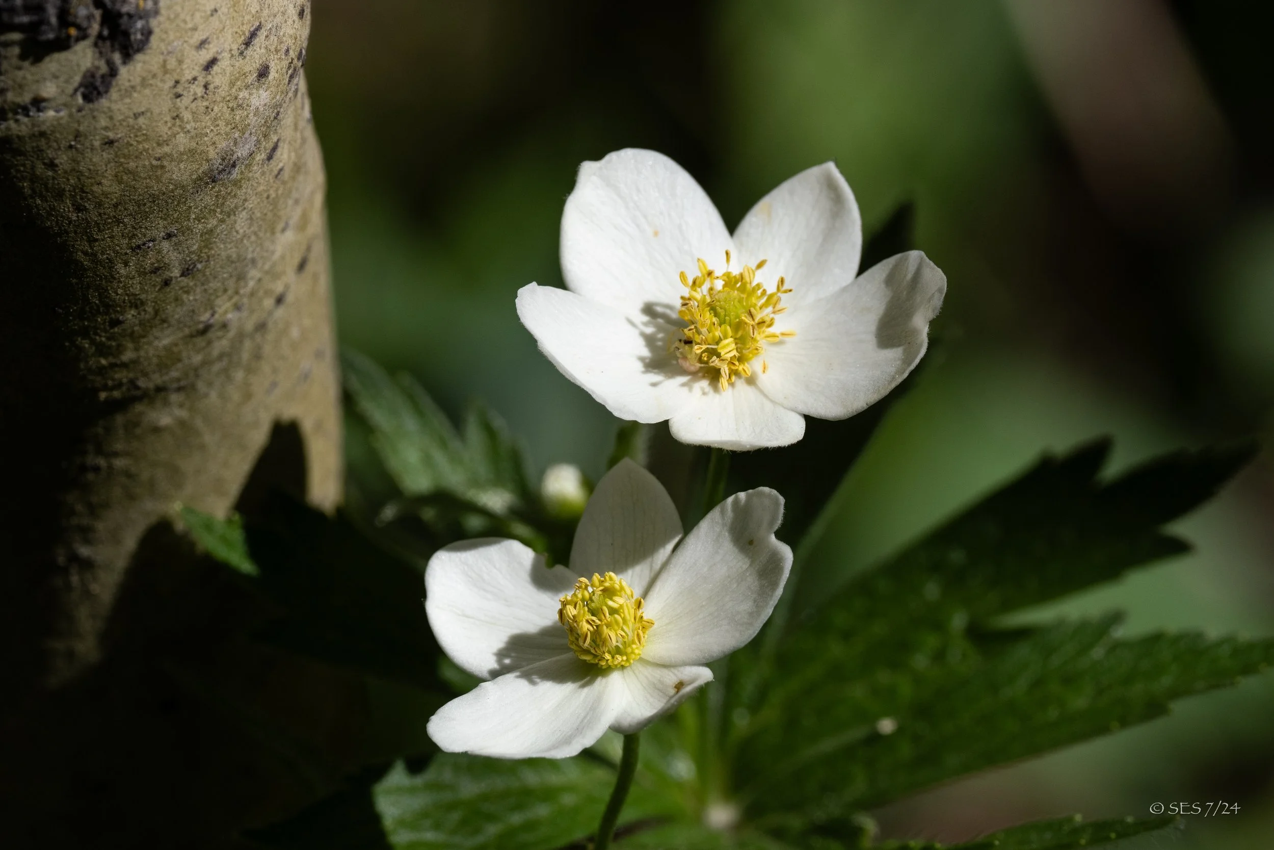 Two white flowers with yellow center in bloom next to a textured tree trunk and green foliage.