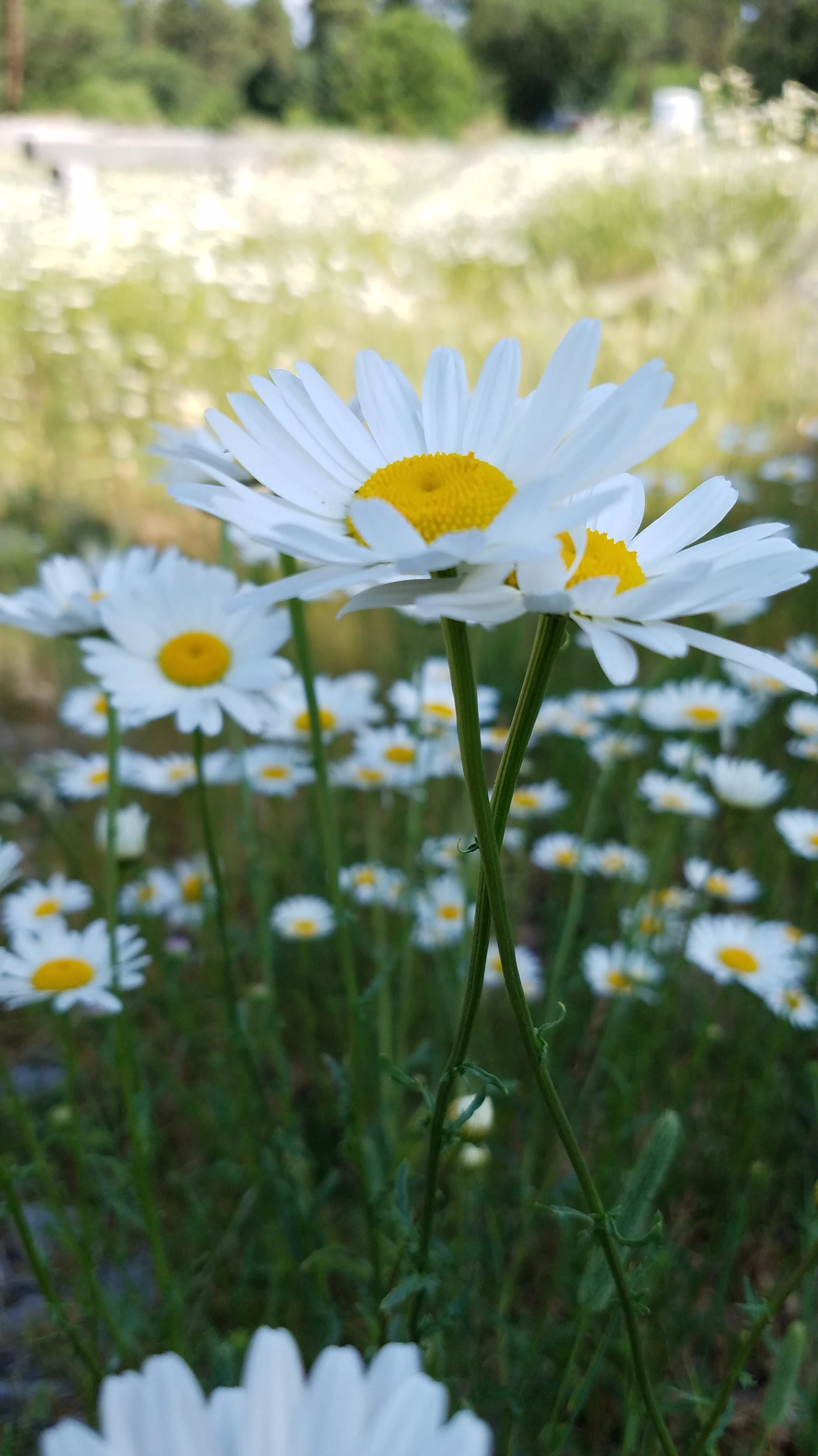 Close-up of white daisies with yellow centers growing in a field, blurred background with greenery and a hint of a structure.