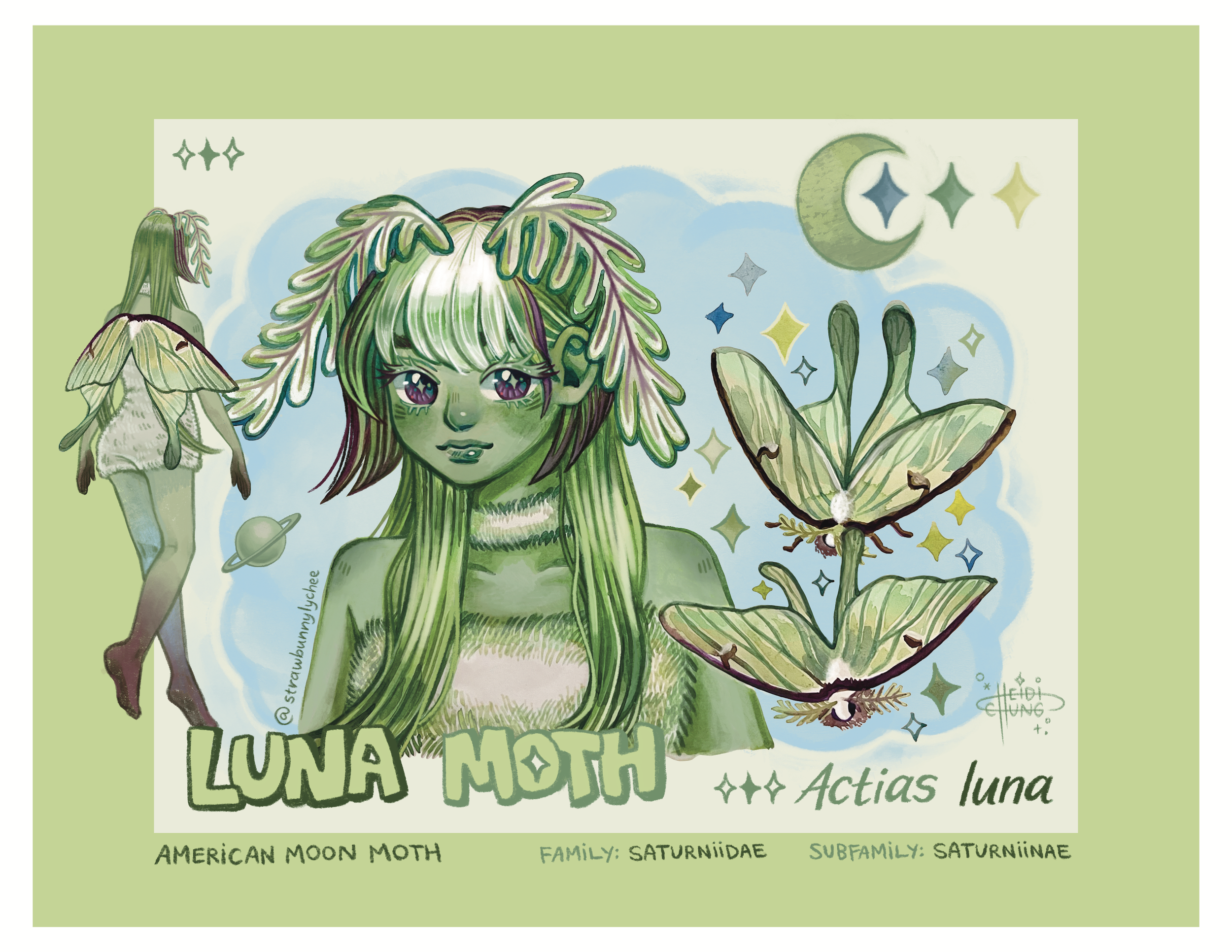 Luna Moth