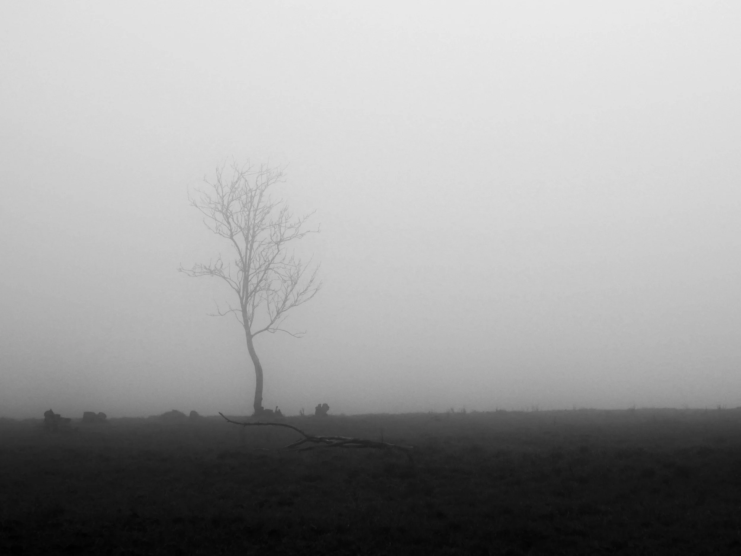 Redmires Tree in Fog