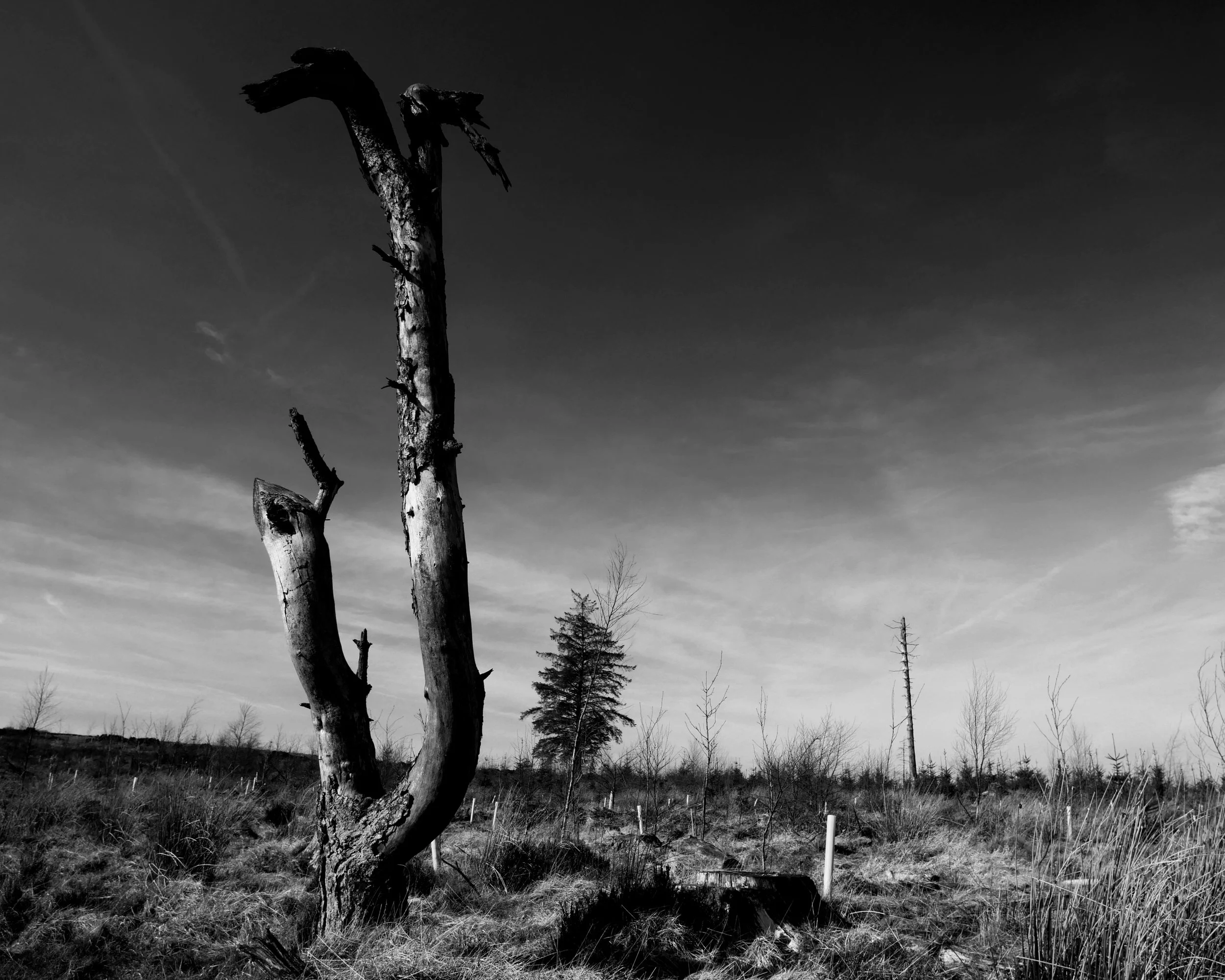 Lone Tree, Stanage Plantation, Sheffield, Black & White