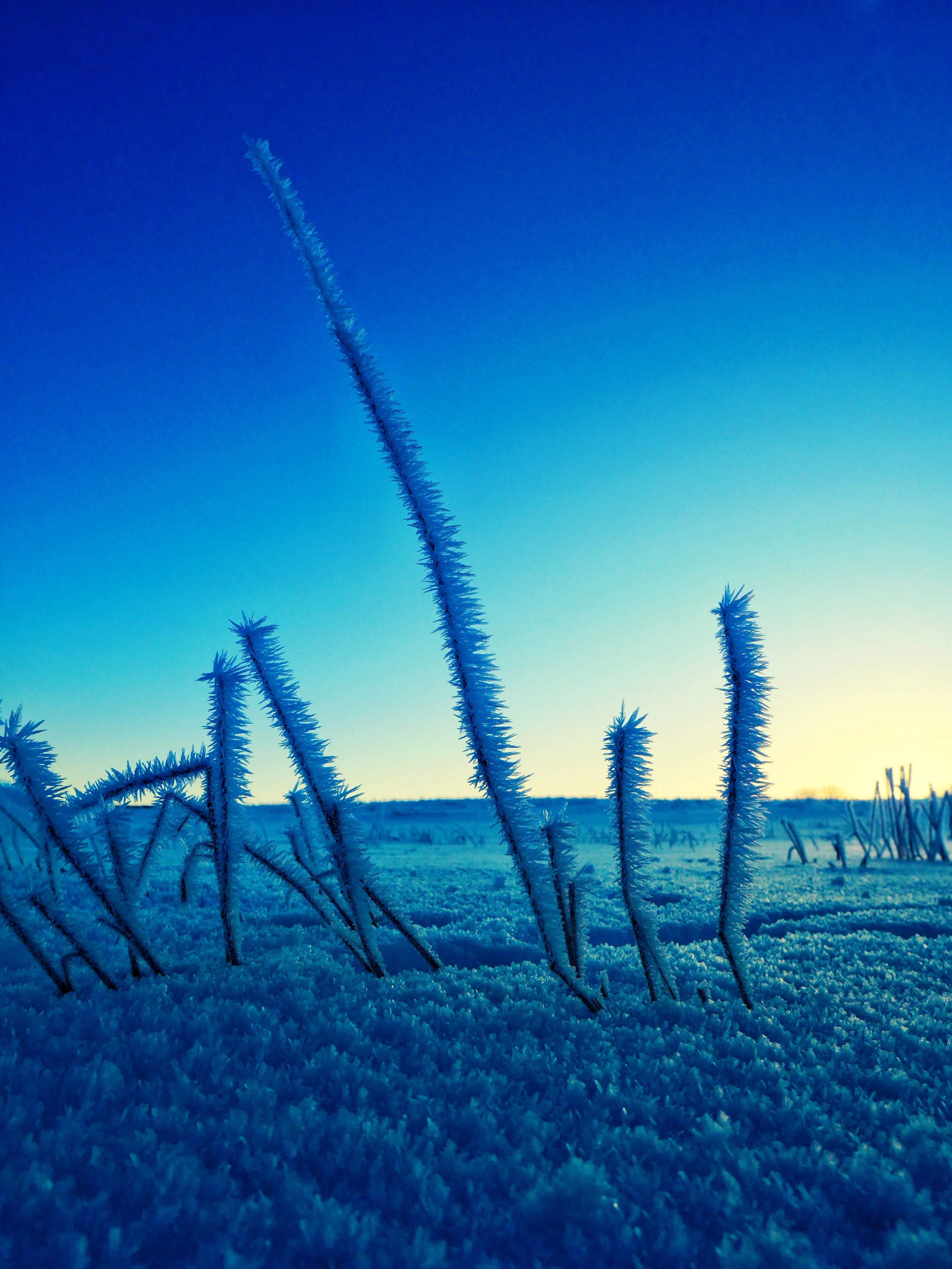 Hoar Frost 1, Lodge Moor, Sheffield