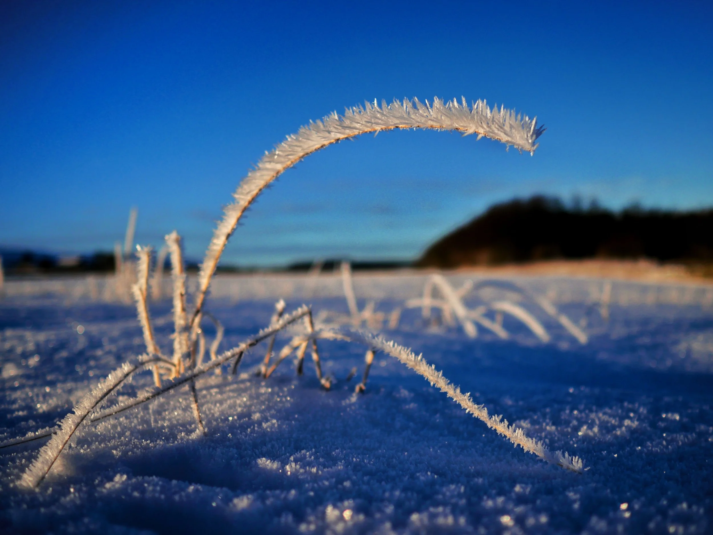 Hoar Frost 2, Lodge Moor, Sheffield