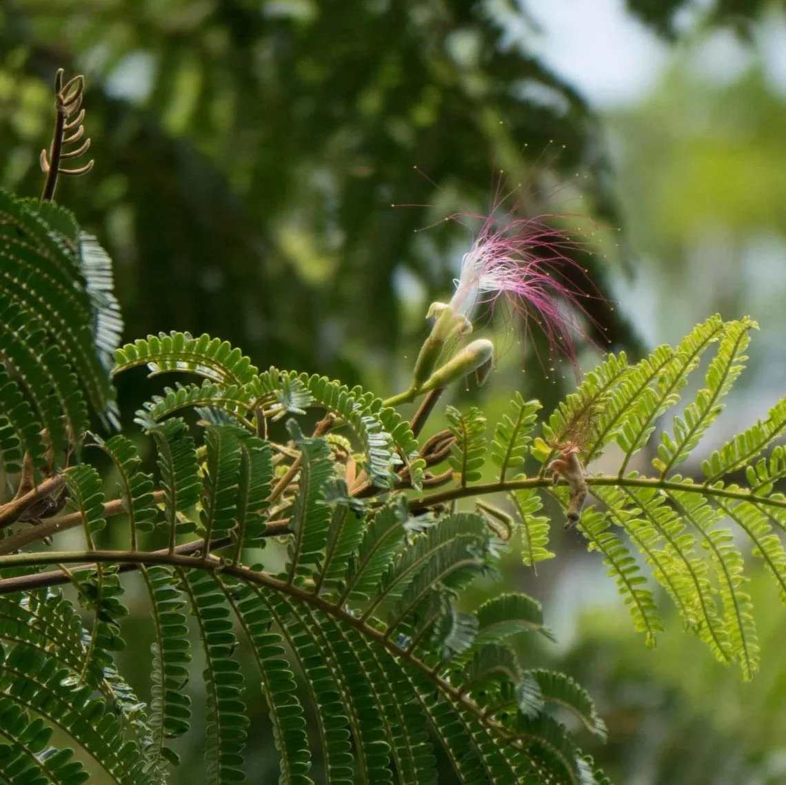 Guåhan Sustainable Culture