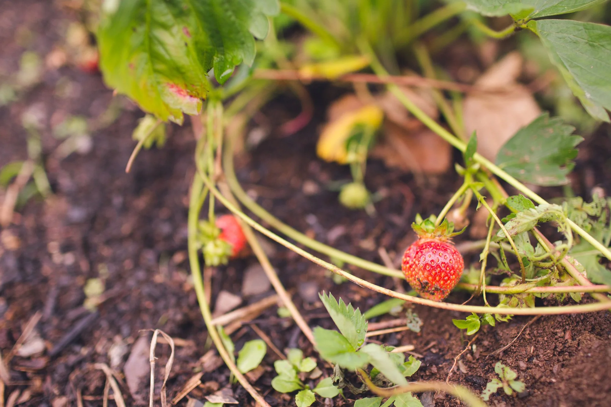 Close up of wild raspberries growing on the property.